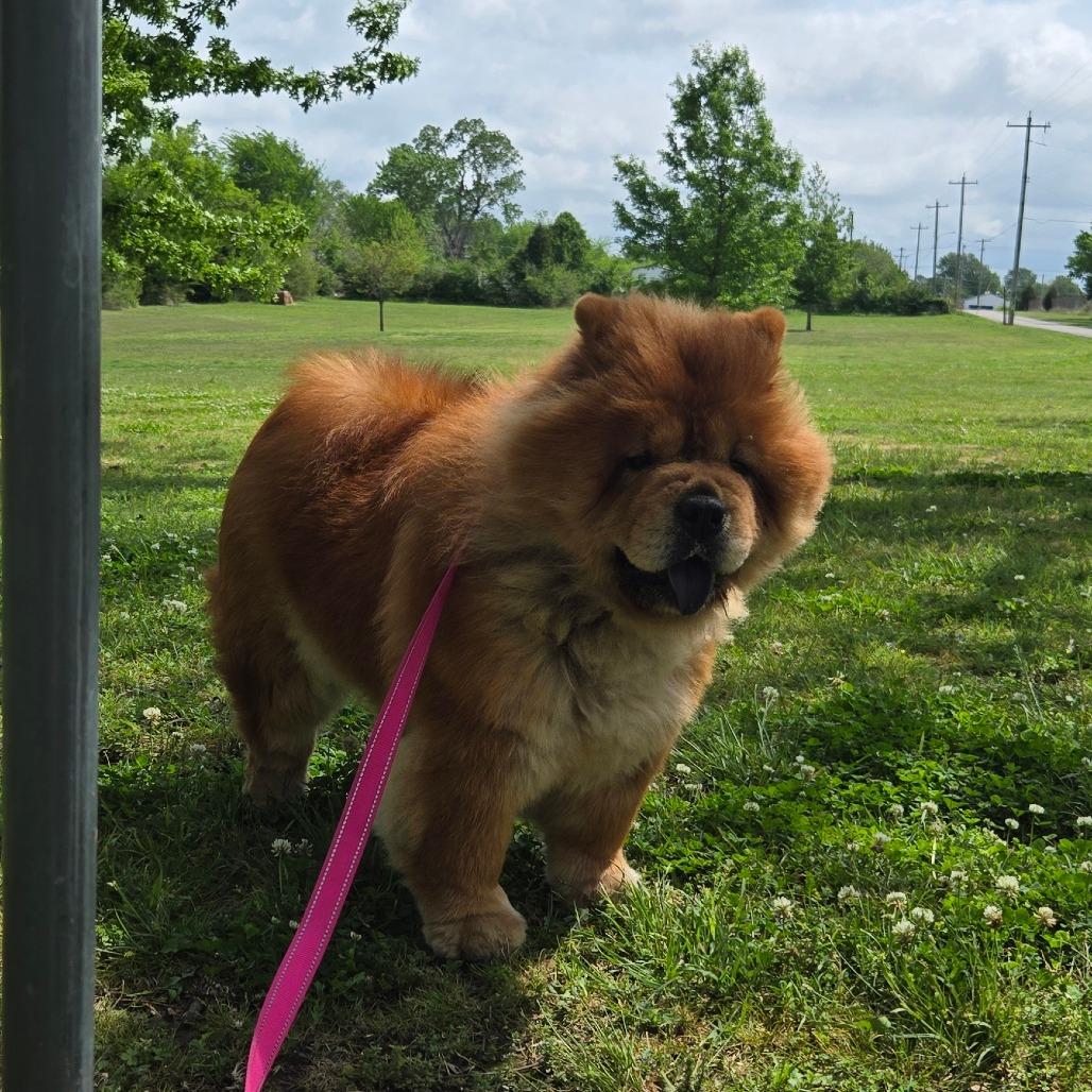 Enlarge Brandy, a Adoptable Chow Chow in Tulsa, OK image 5/6