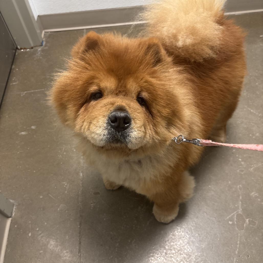 Enlarge Brandy, a Adoptable Chow Chow in Tulsa, OK image 6/6