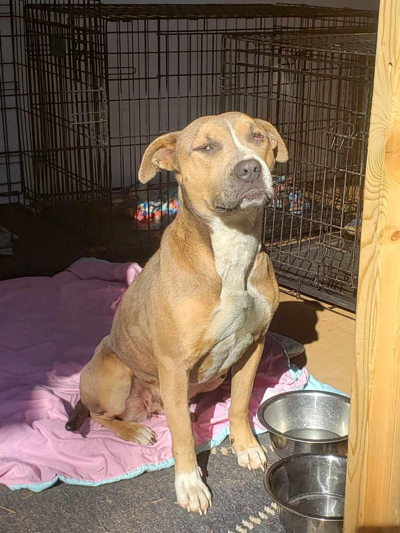 Matilda, a Adoptable mixed breed in Roanoke, AL image 3/6