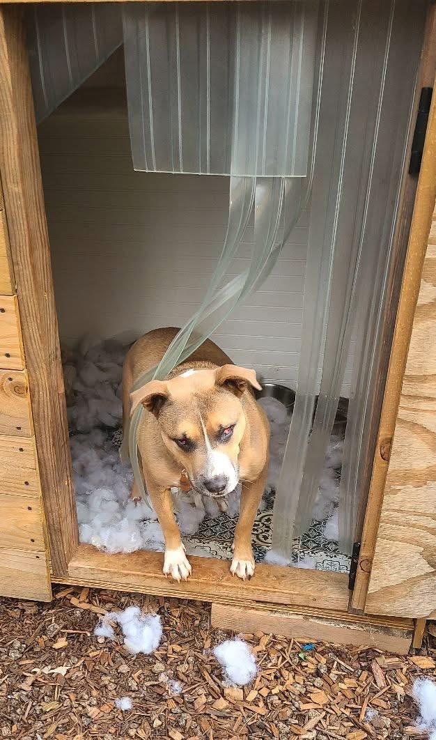 Matilda, a Adoptable mixed breed in Roanoke, AL image 4/6