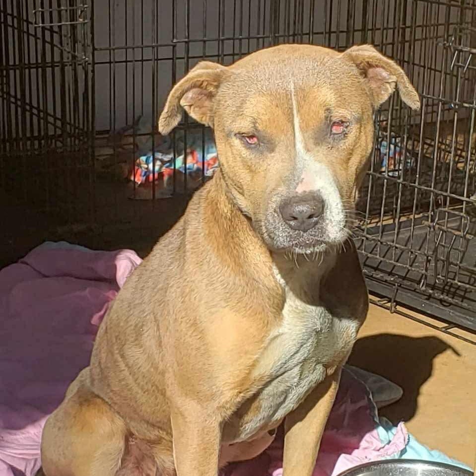 Matilda, Adoptable, Young Female Pit Bull Terrier.