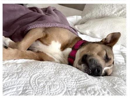 Enlarge Matilda (Mattie), a Adoptable mixed breed in Roanoke, AL image 5/6