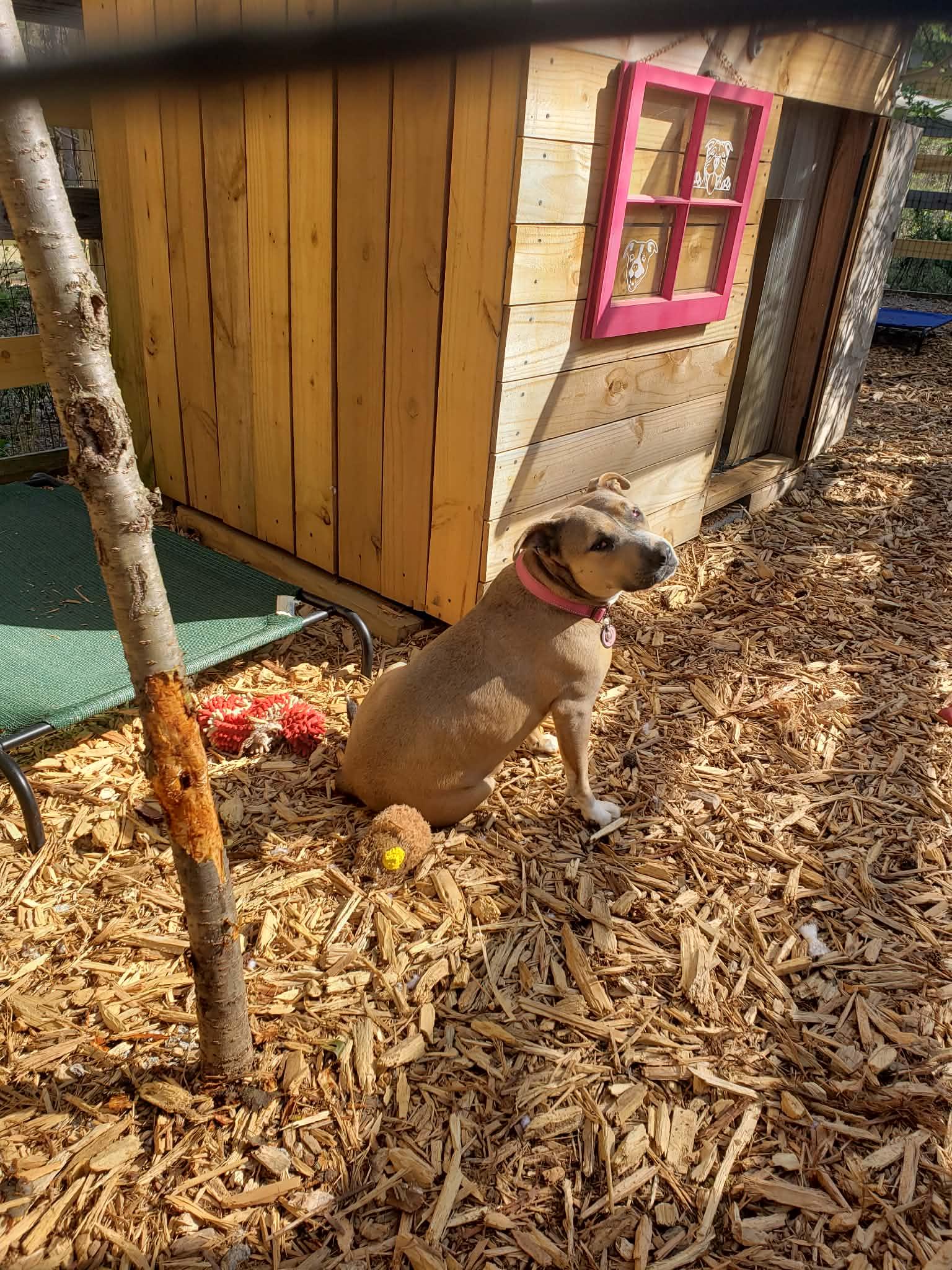 Enlarge Matilda (Mattie), a Adoptable mixed breed in Roanoke, AL image 3/6