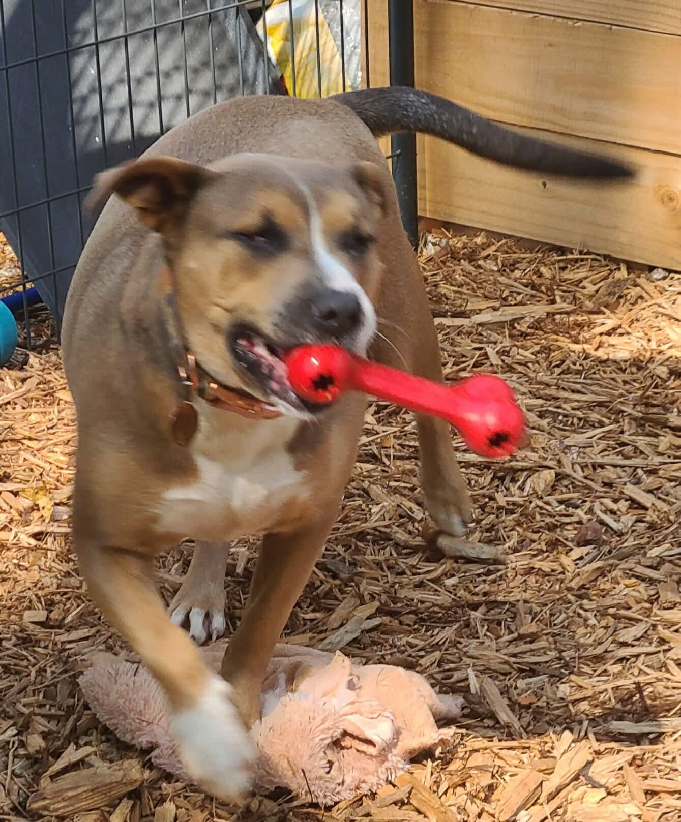 Matilda, a Adoptable mixed breed in Roanoke, AL image 5/6