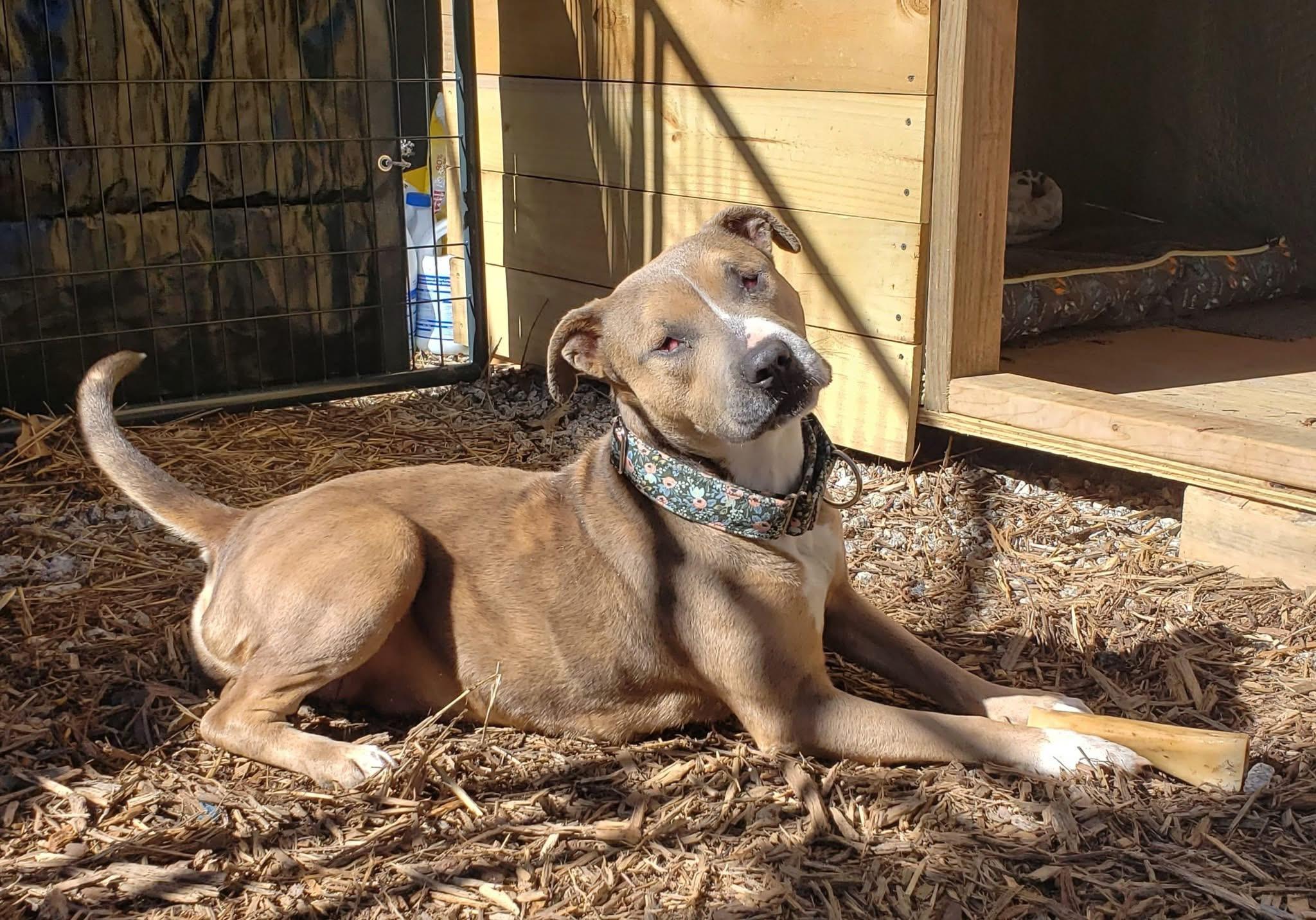 Enlarge Matilda, a Adoptable mixed breed in Roanoke, AL image 4/6