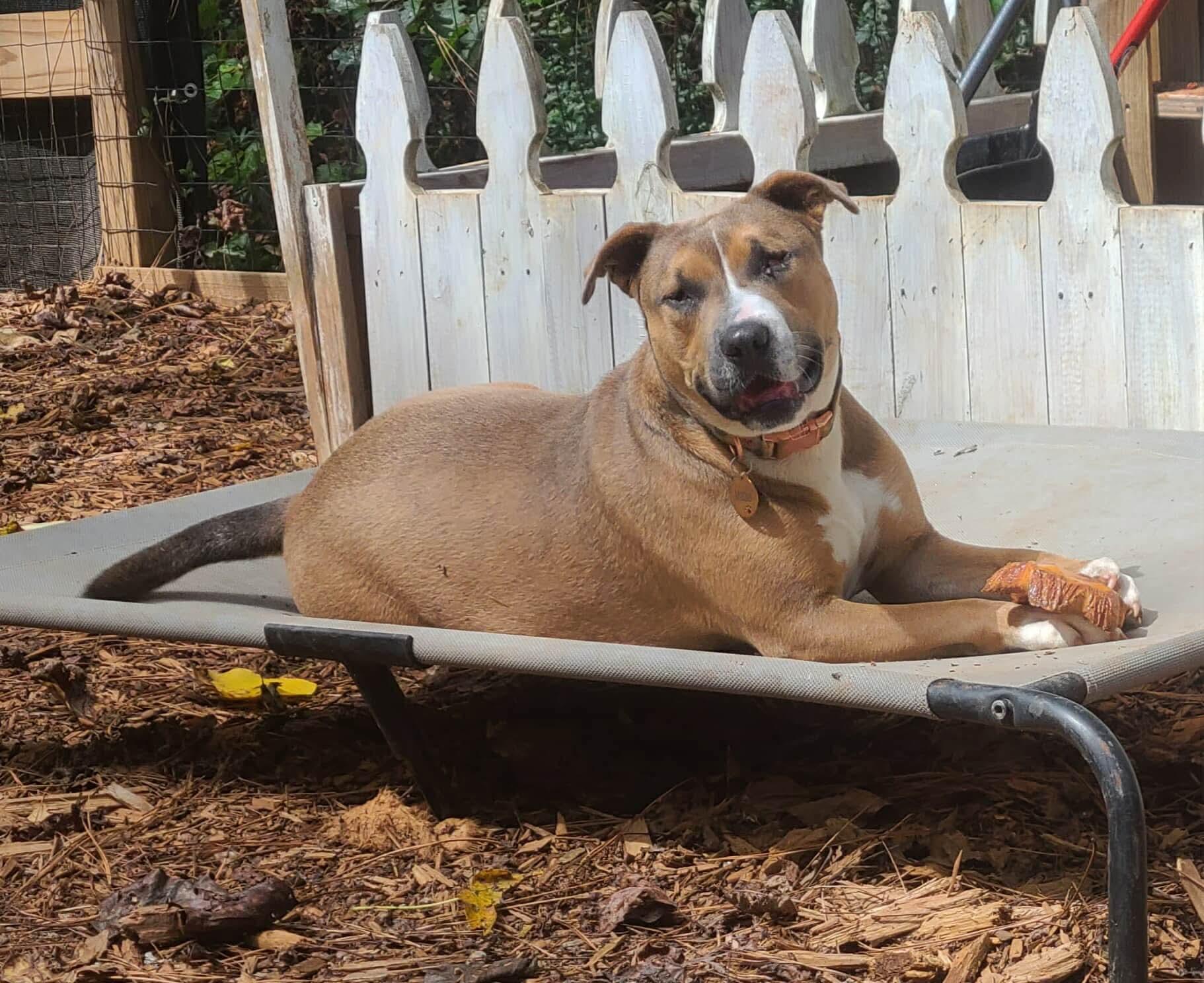 Matilda (Mattie), Adoptable, Adult Female Pit Bull Terrier.