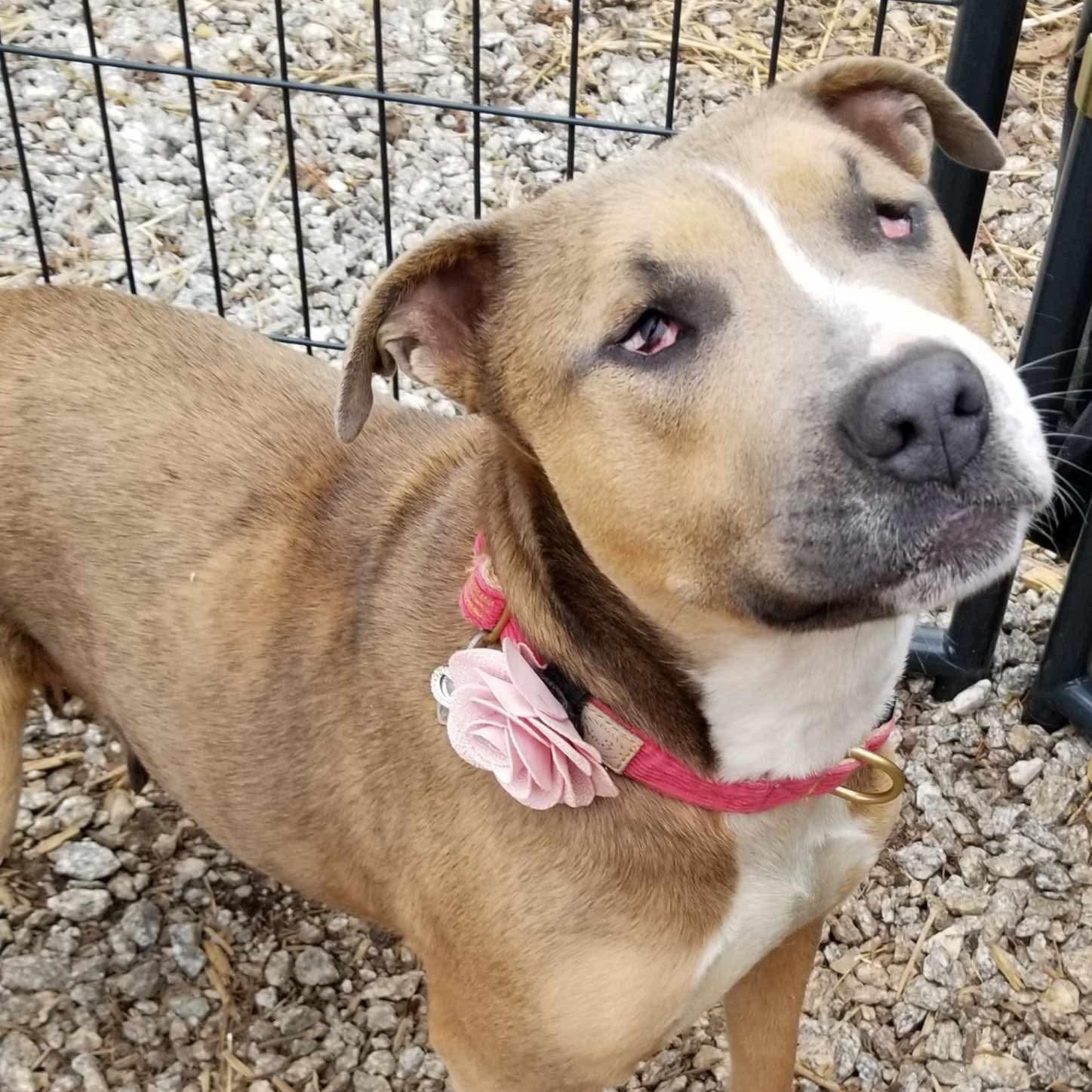 Enlarge Matilda, a Adoptable mixed breed in Roanoke, AL image 5/6