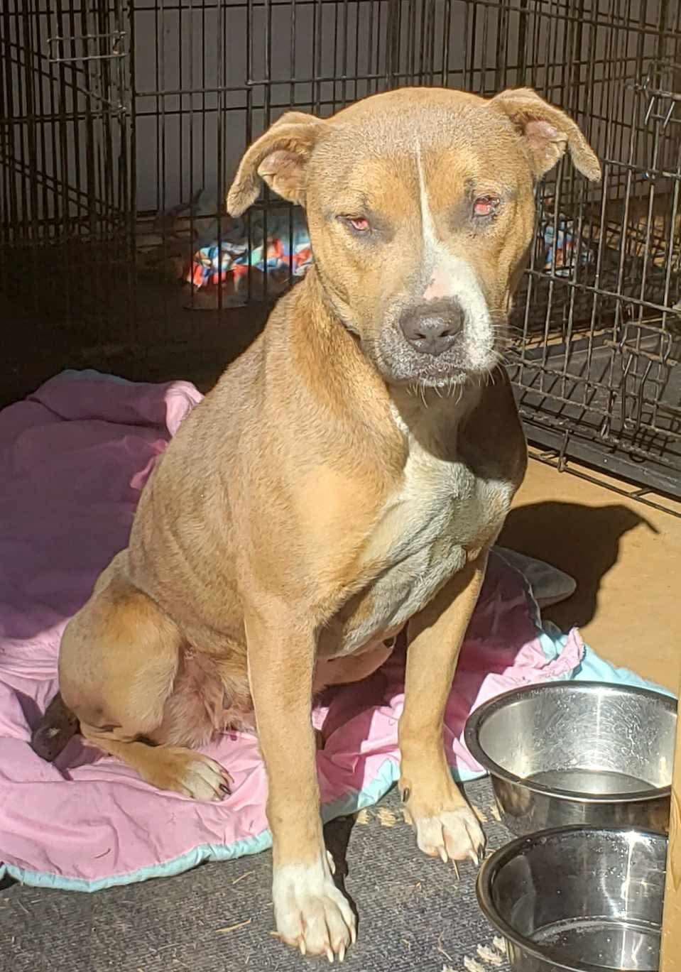 Matilda, Adoptable, Adult Female Pit Bull Terrier.