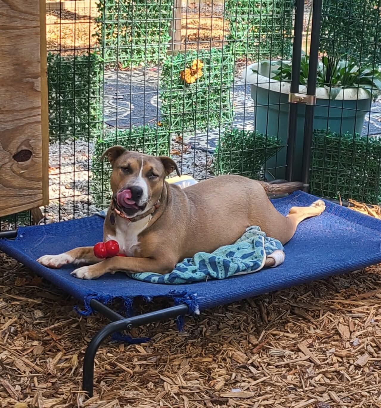 Matilda, Adoptable, Young Female Pit Bull Terrier.