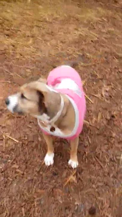 Enlarge Matilda (Mattie), a Adoptable mixed breed in Roanoke, AL video 4/6