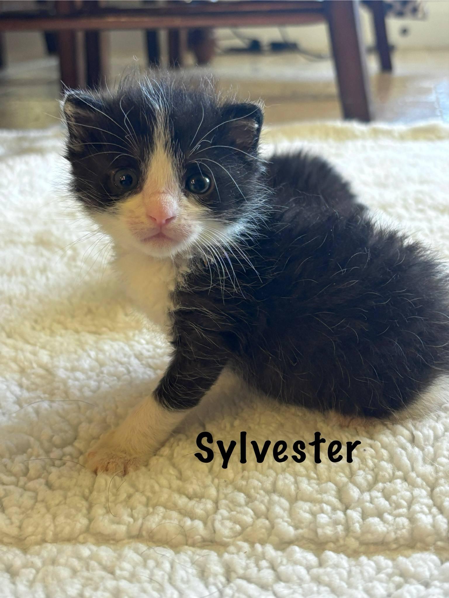 Sylvester
