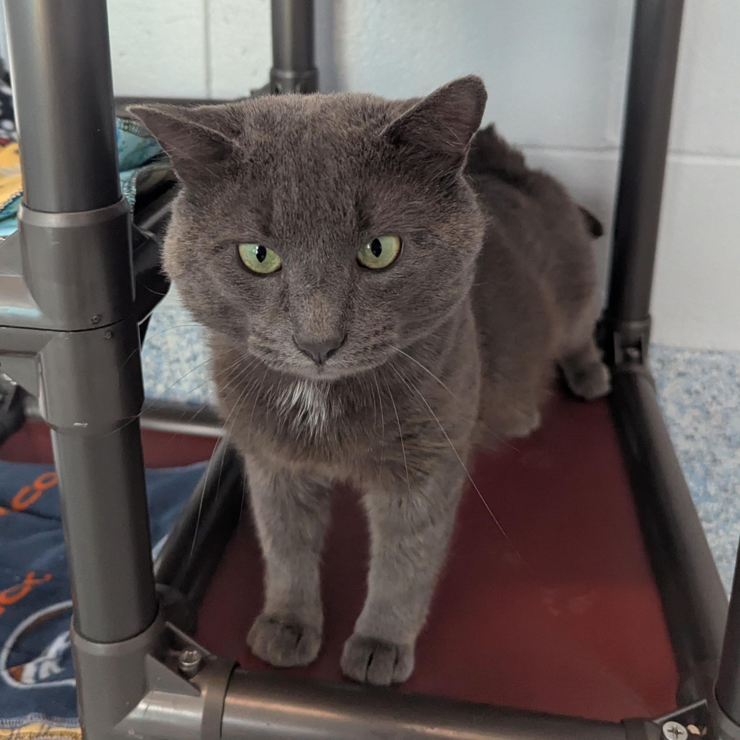 Meowth, a ADOPTABLE Domestic Short Hair in Stafford, VA image 2/3