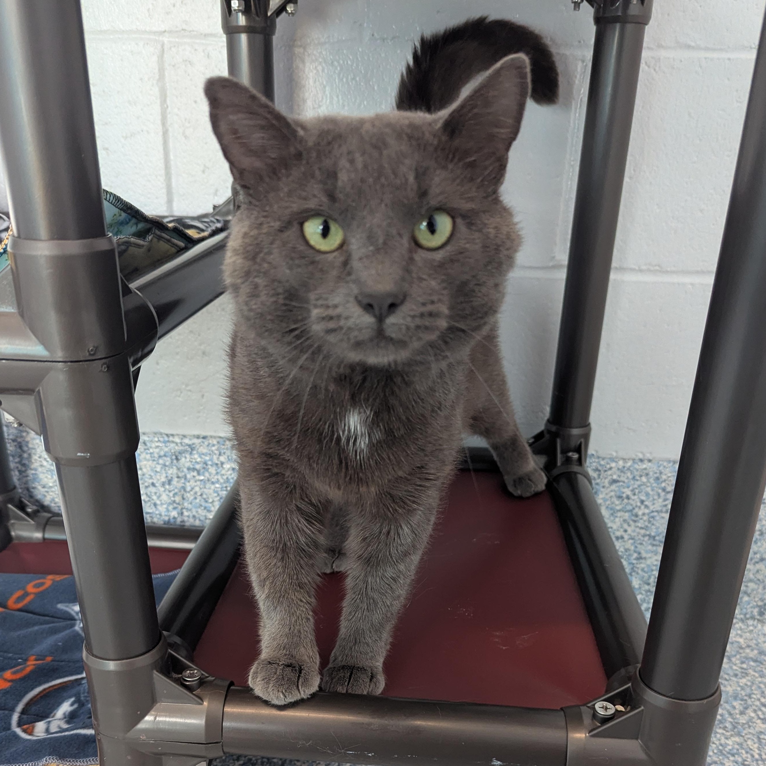 Meowth, a ADOPTABLE Domestic Short Hair in Stafford, VA image 1/3