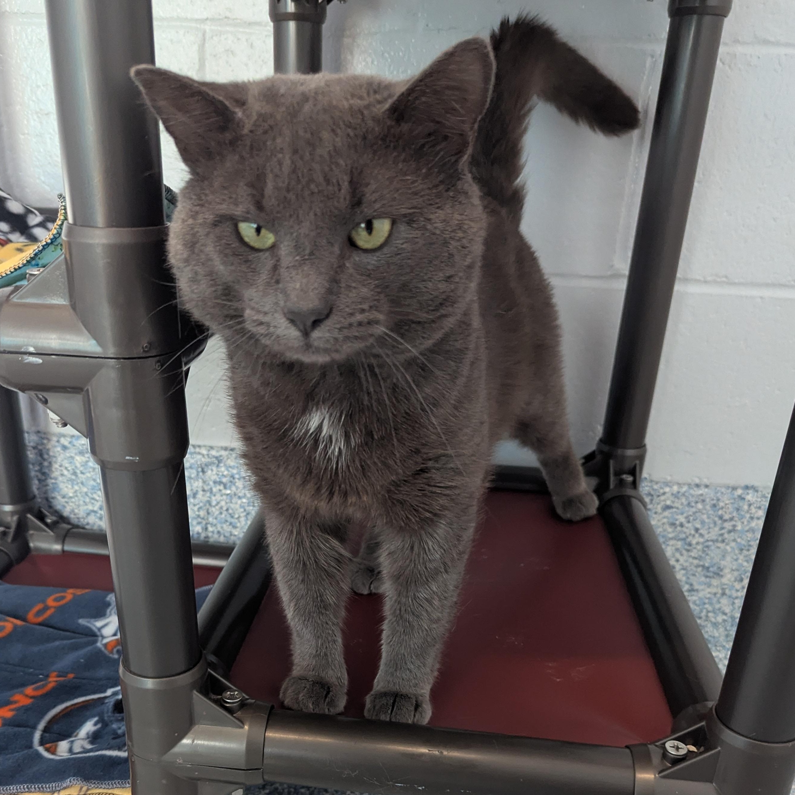 Meowth, a ADOPTABLE Domestic Short Hair in Stafford, VA image 3/3