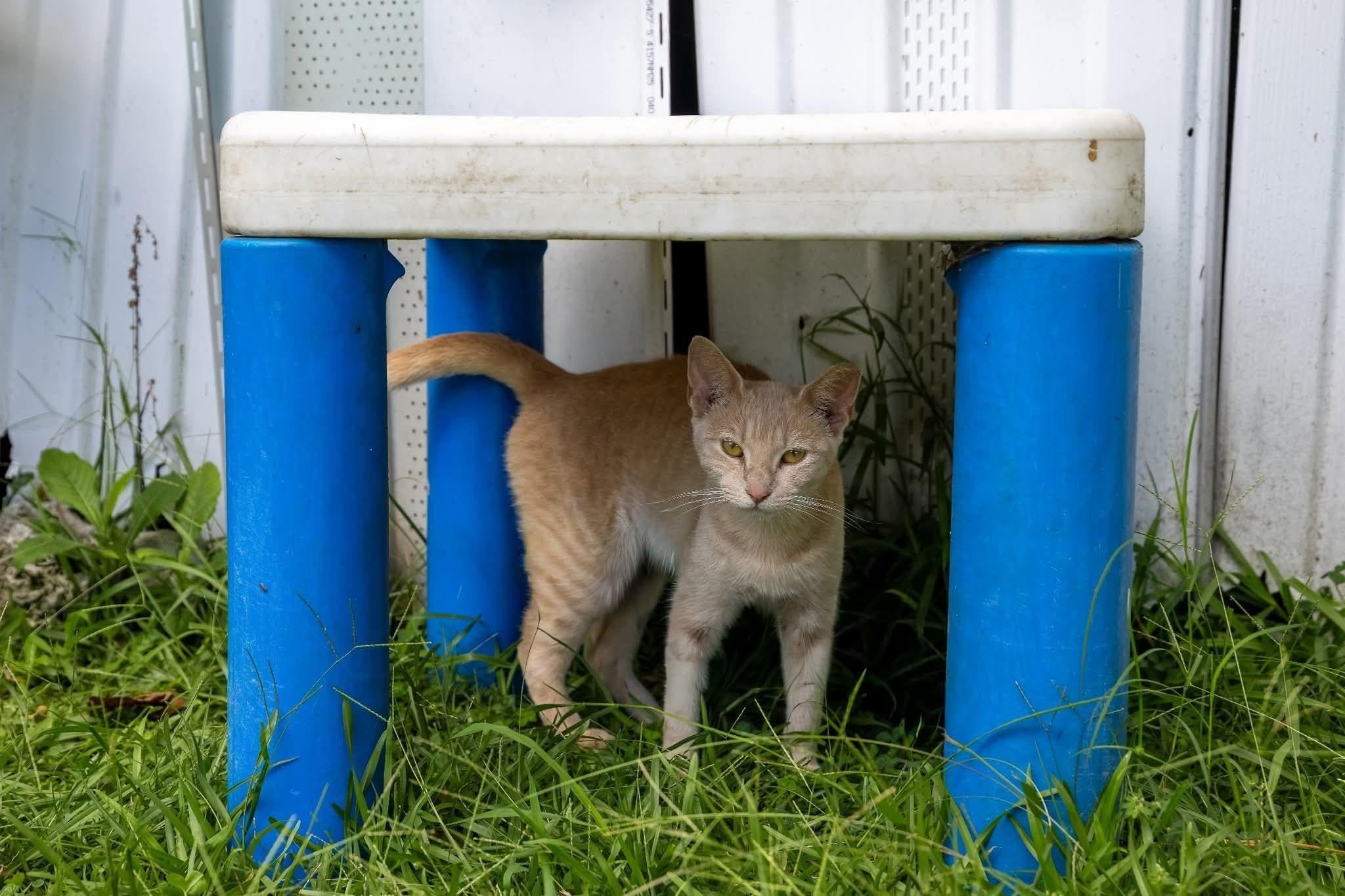 Enlarge Lala, a Adoptable Tabby in Oriental , NC image 1/1
