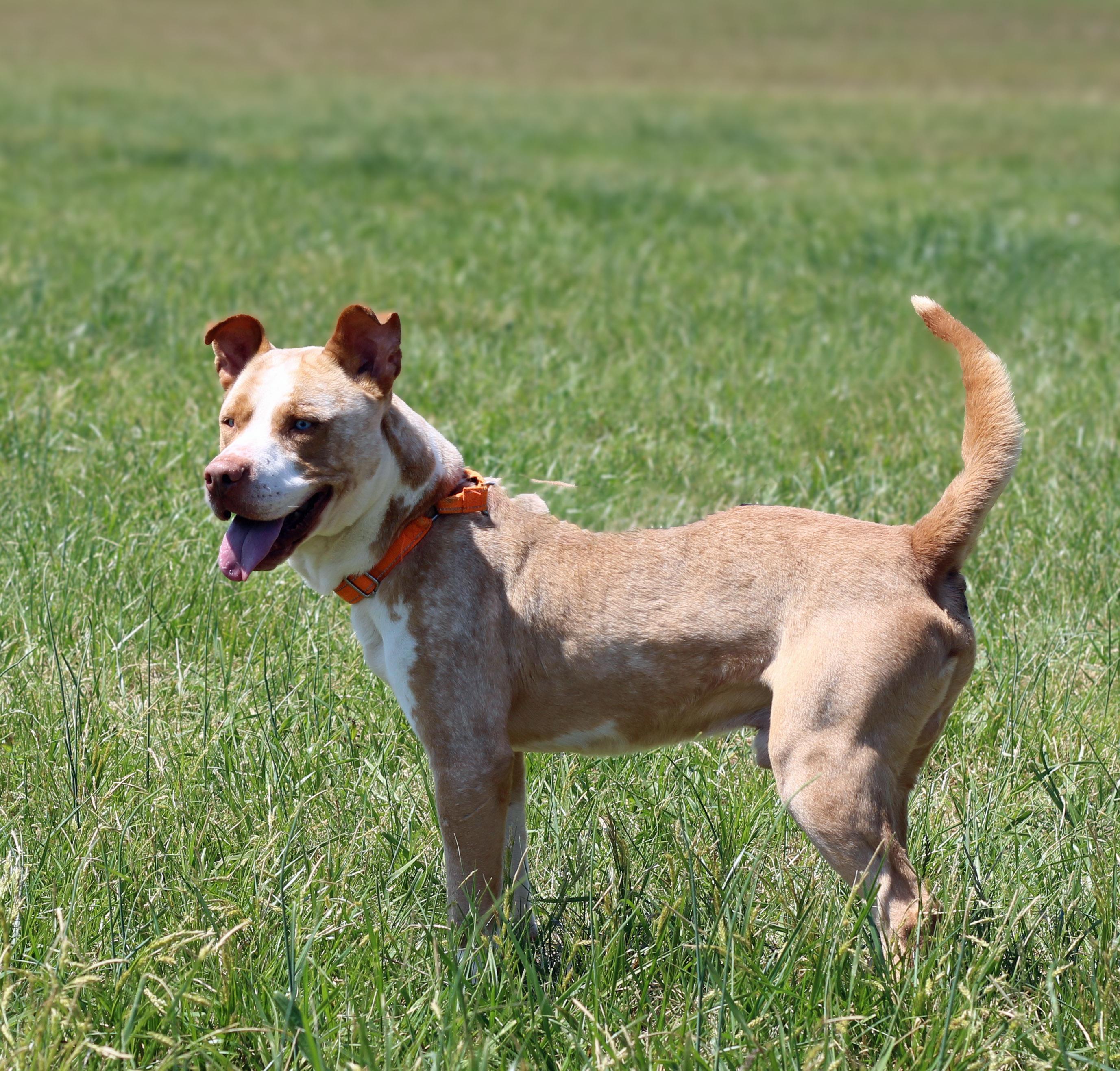 Enlarge Noodle, a ADOPTABLE mixed breed in Lebanon, TN image 5/5