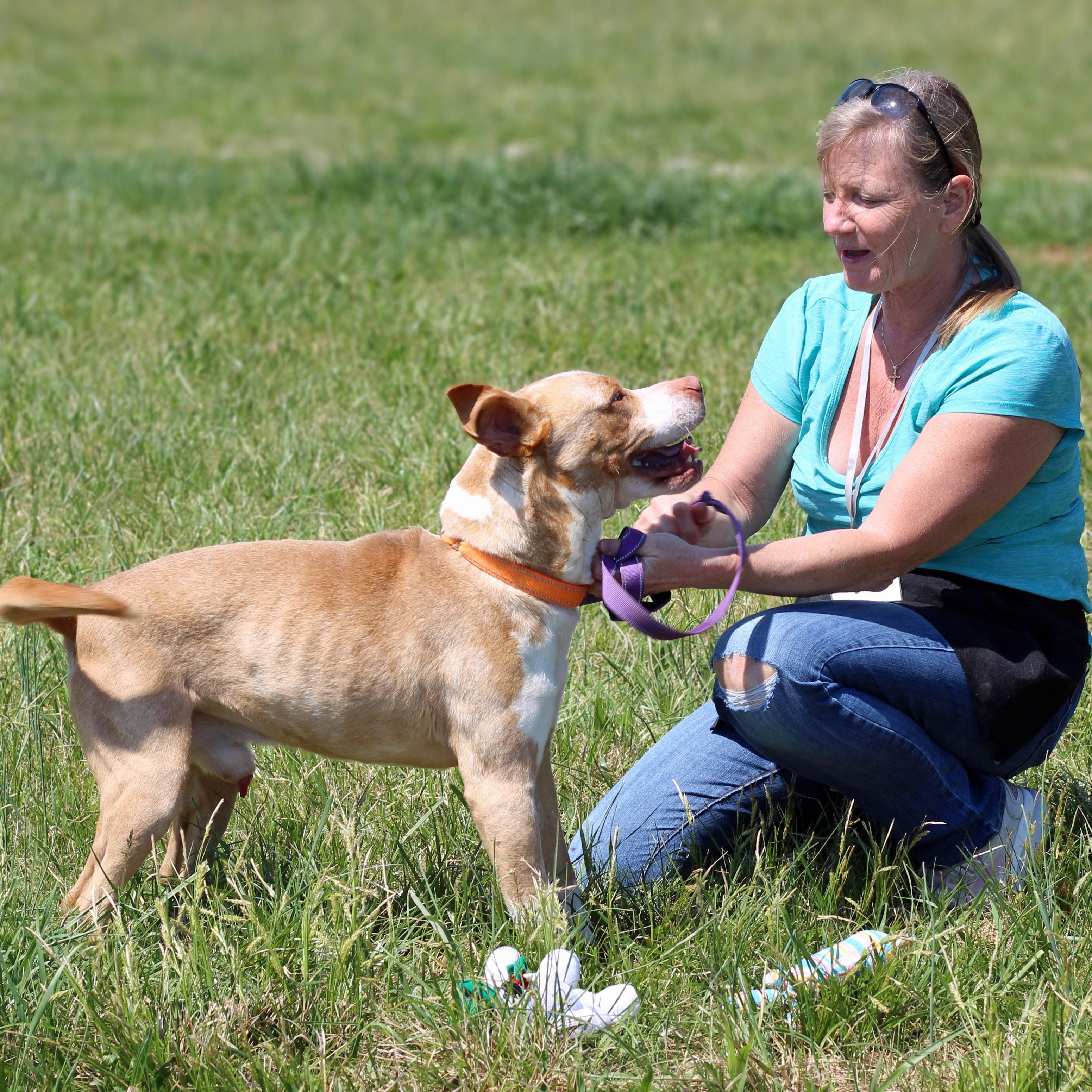 Enlarge Noodle, a ADOPTABLE mixed breed in Lebanon, TN image 3/5