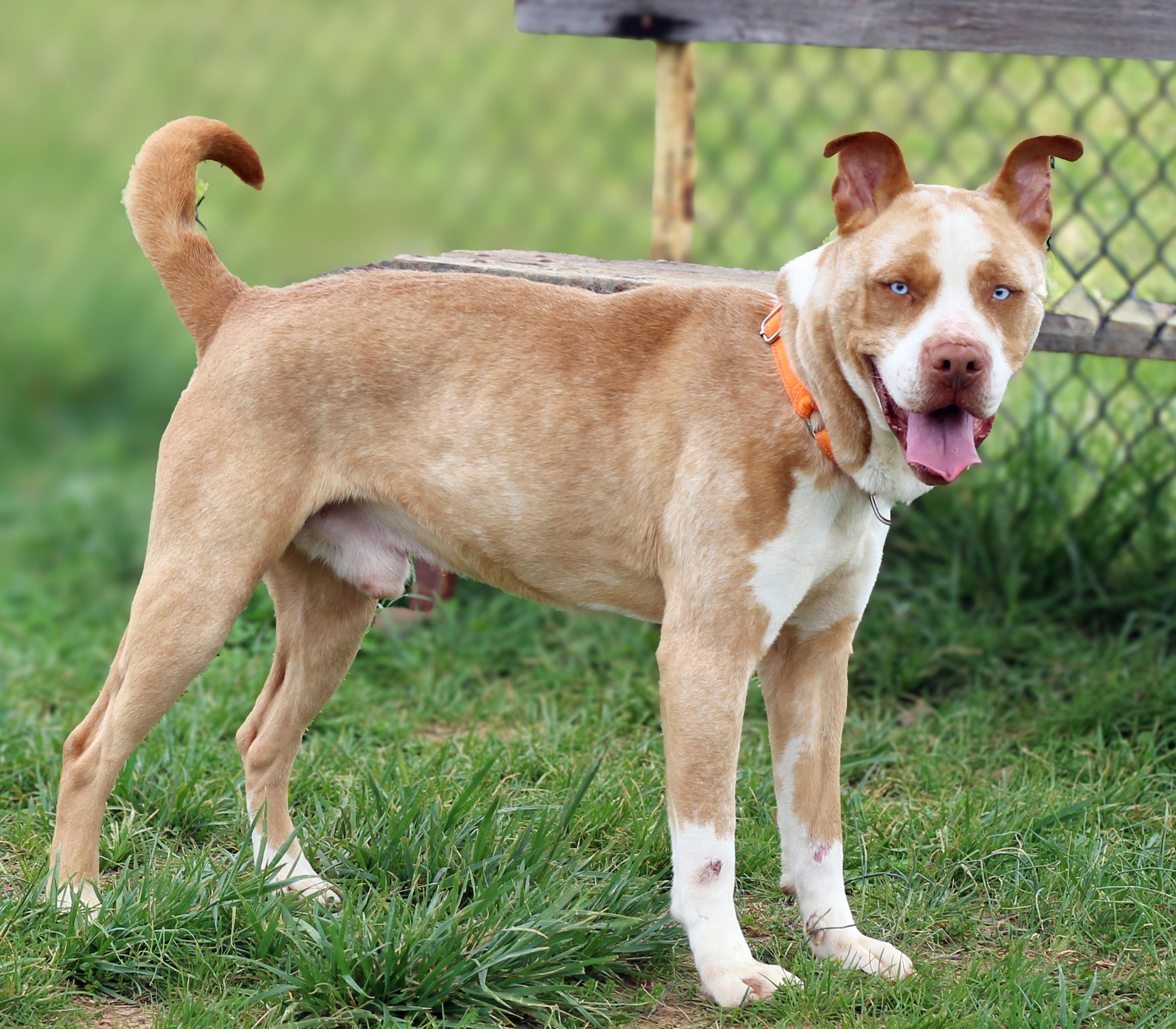 Enlarge Noodle, a ADOPTABLE mixed breed in Lebanon, TN image 2/5