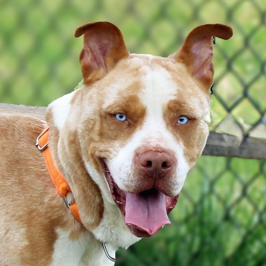 Noodle, ADOPTABLE, Young Male Pit Bull Terrier.