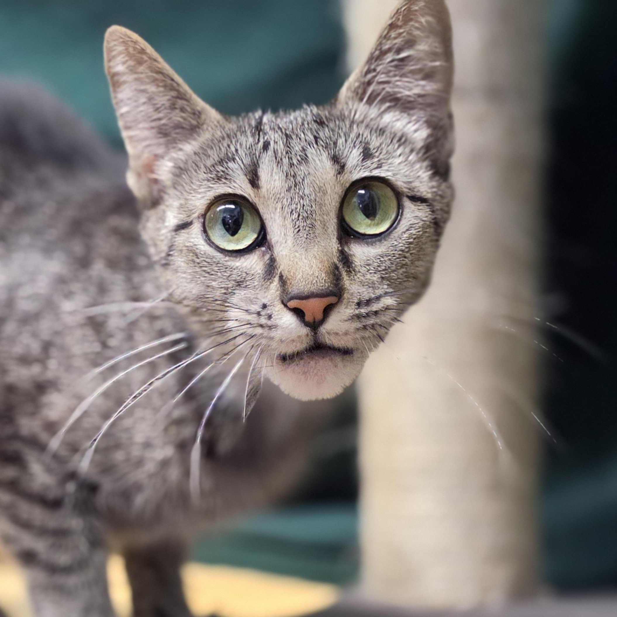 Judge, a ADOPTABLE mixed breed in Lowell, AR image 4/6