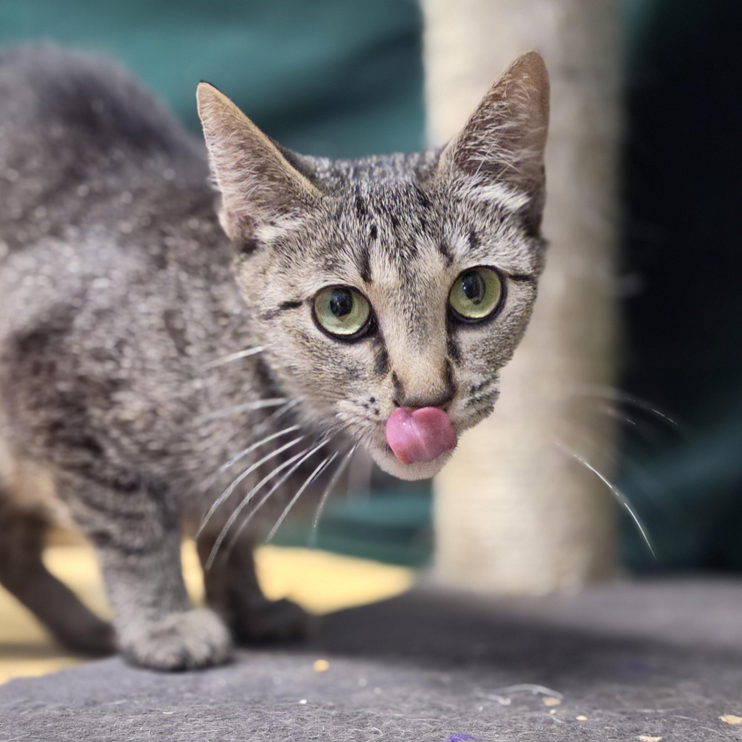 Judge, a ADOPTABLE mixed breed in Lowell, AR image 5/6