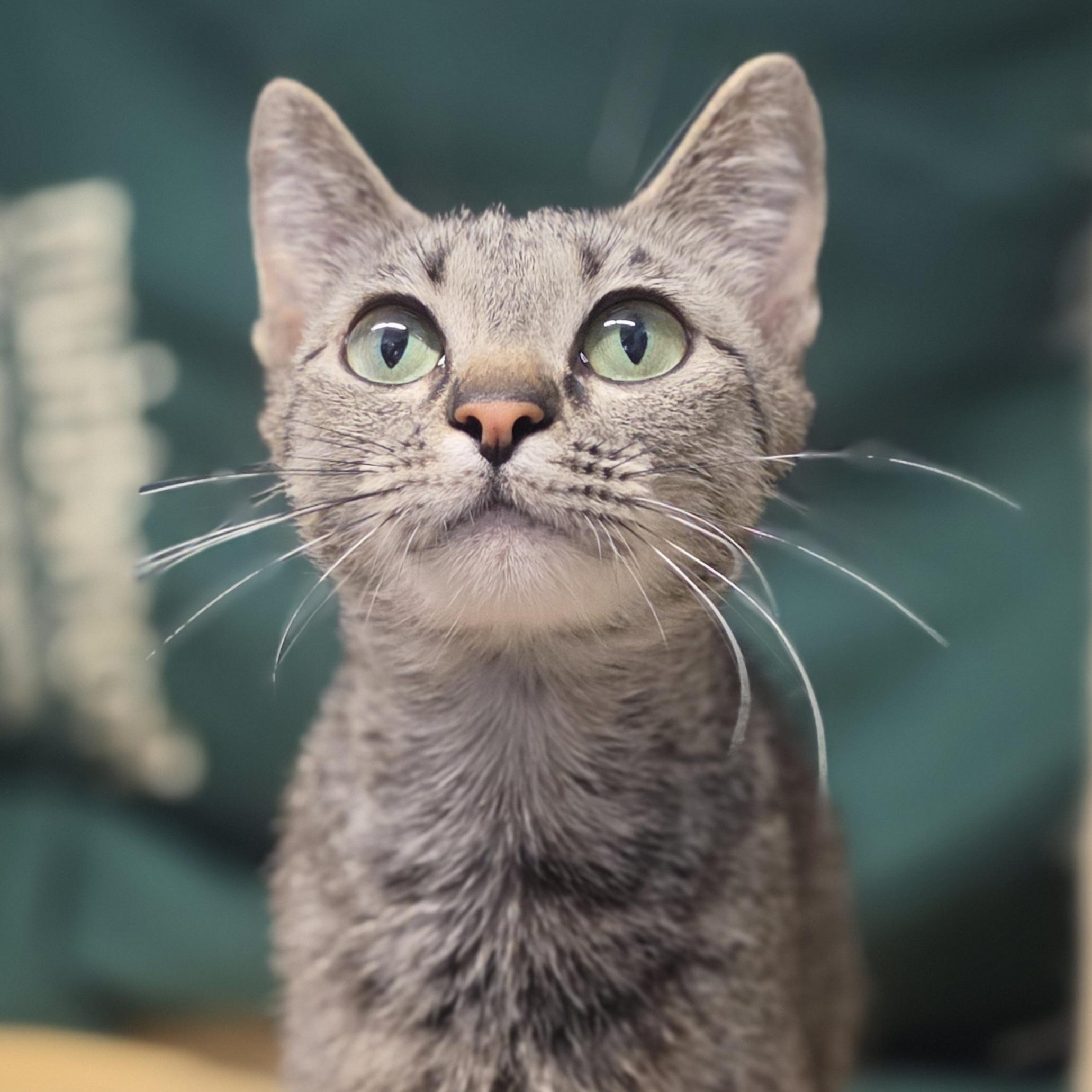 Judge, a ADOPTABLE mixed breed in Lowell, AR image 3/6