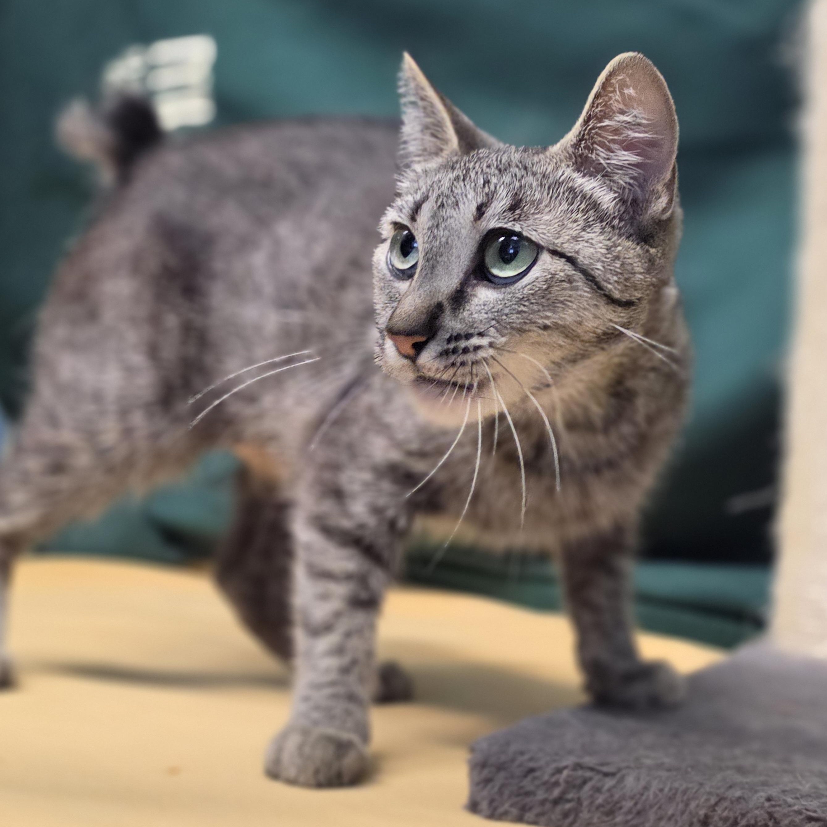 Judge, a ADOPTABLE mixed breed in Lowell, AR image 6/6