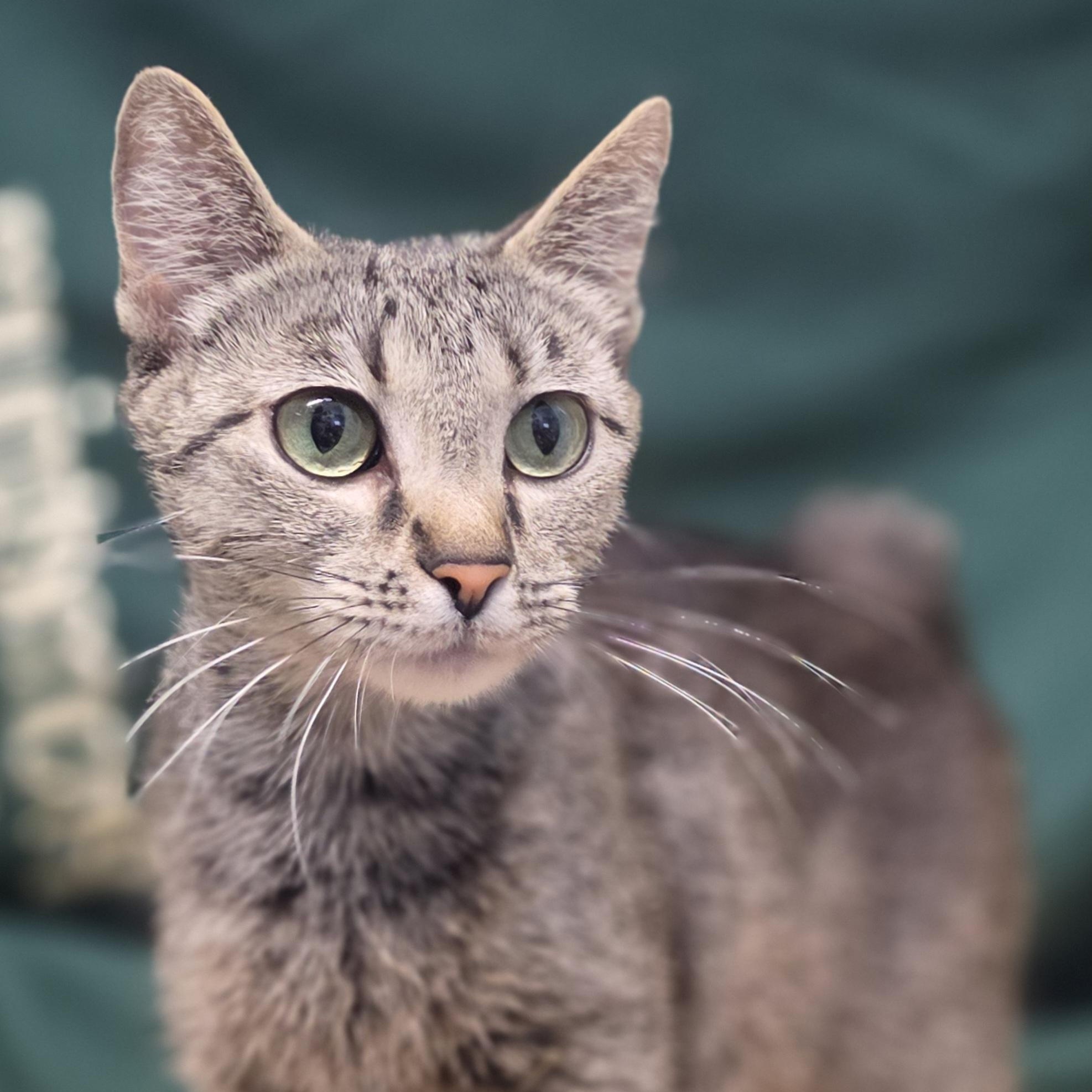 Judge, ADOPTABLE, Young Female Manx.