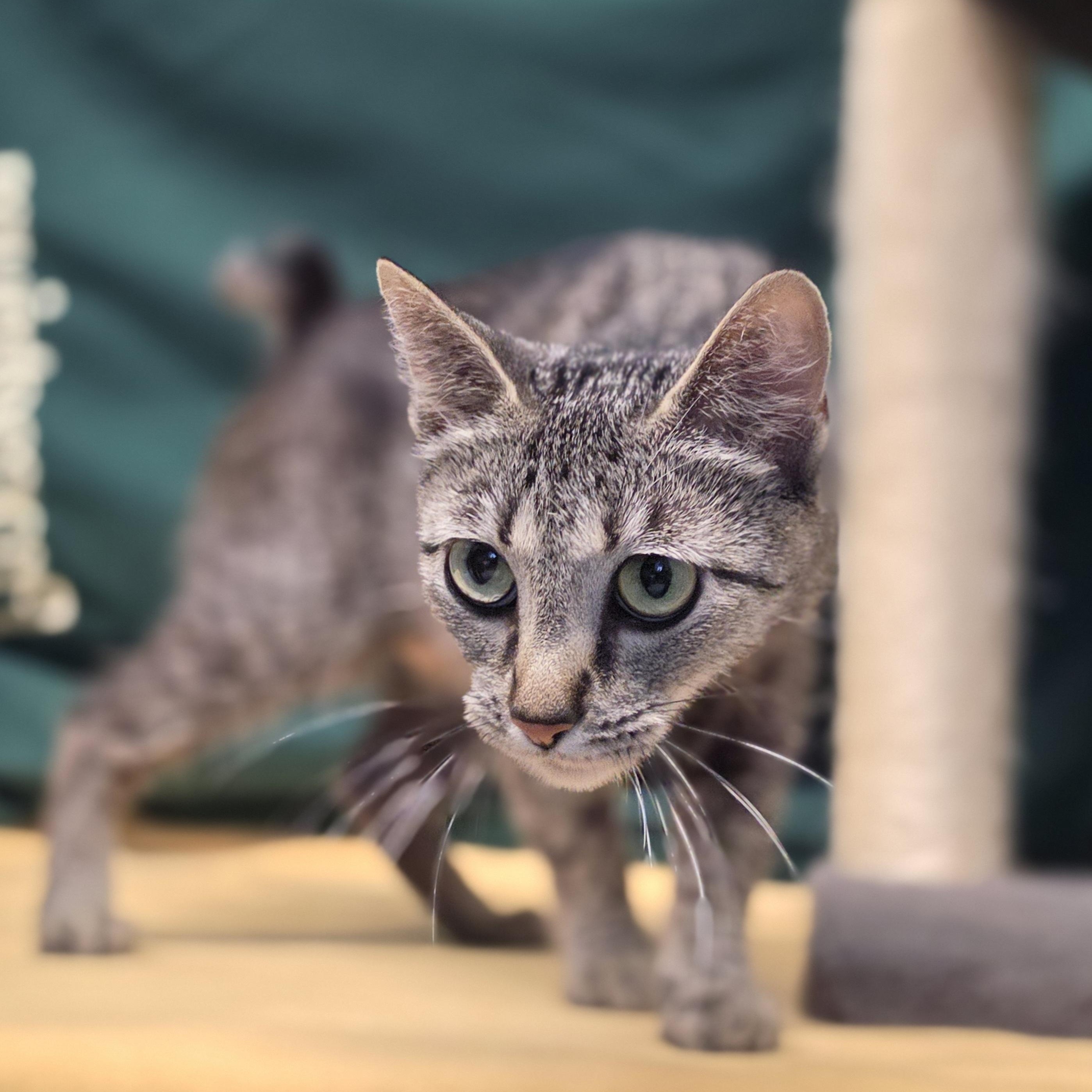 Judge, a ADOPTABLE mixed breed in Lowell, AR image 2/6