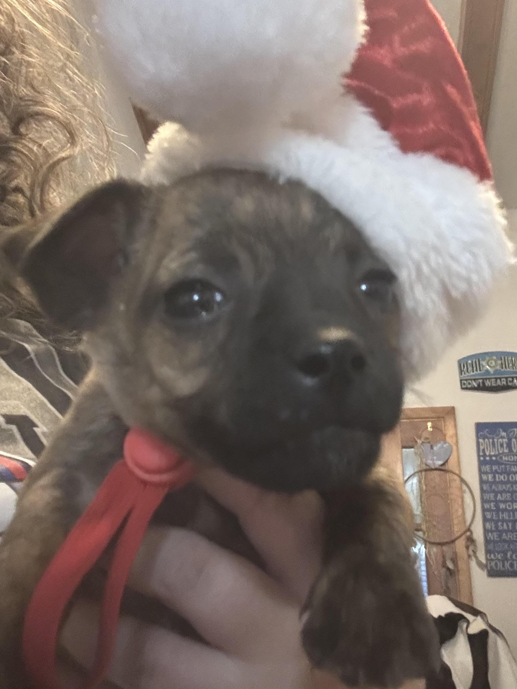 Enlarge Penn, a ADOPTABLE mixed breed in Huachuca City, AZ image 1/1