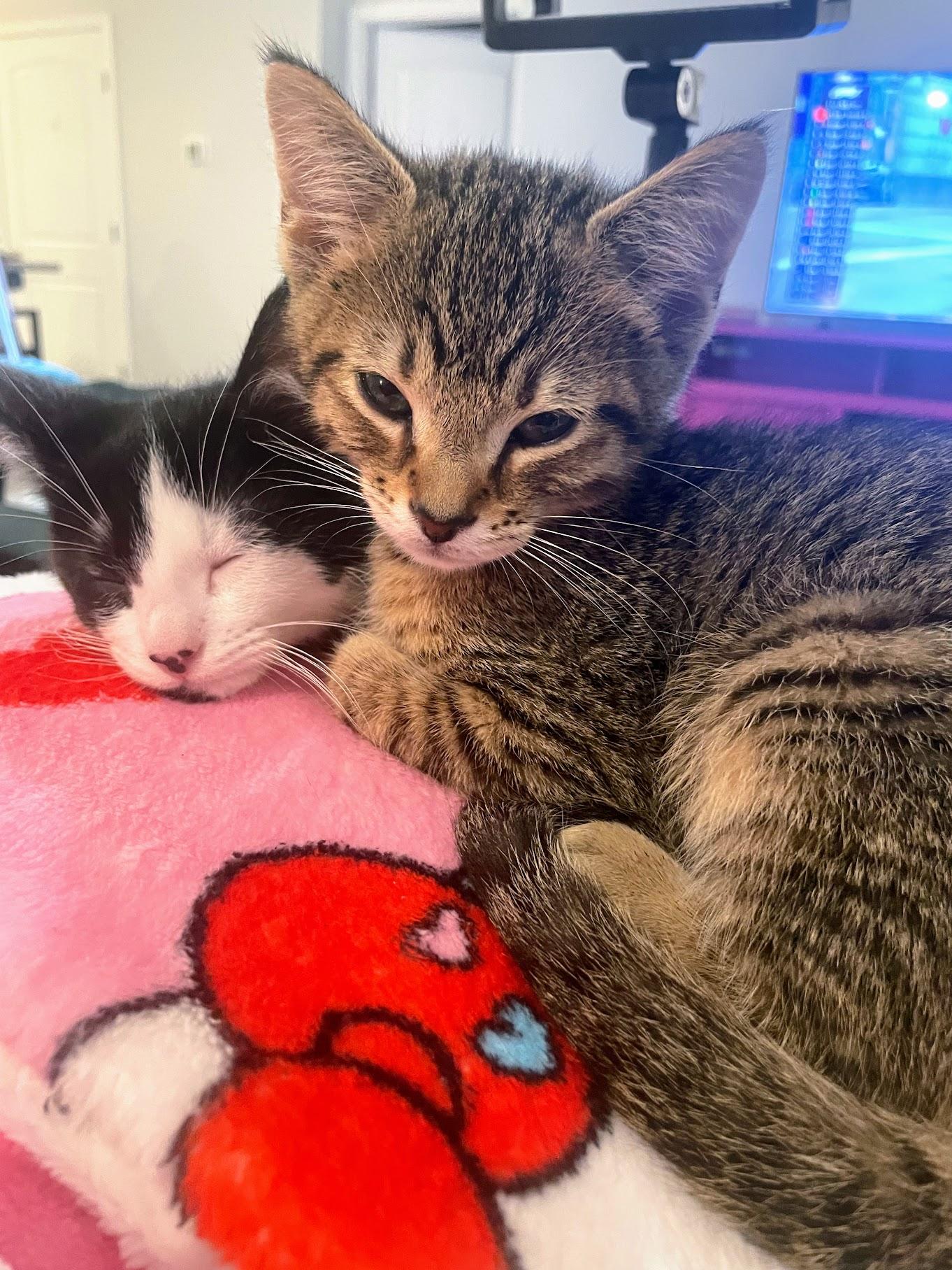 Caramellow thumbnail 4