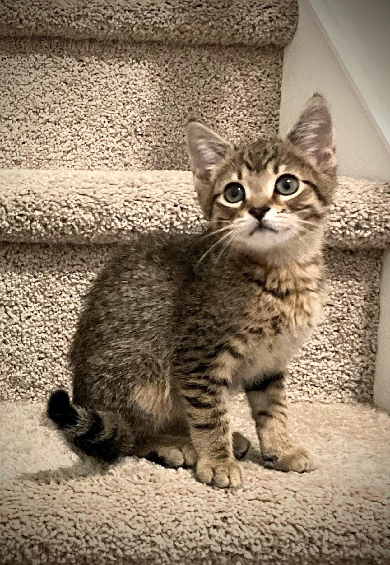 Caramellow thumbnail 3