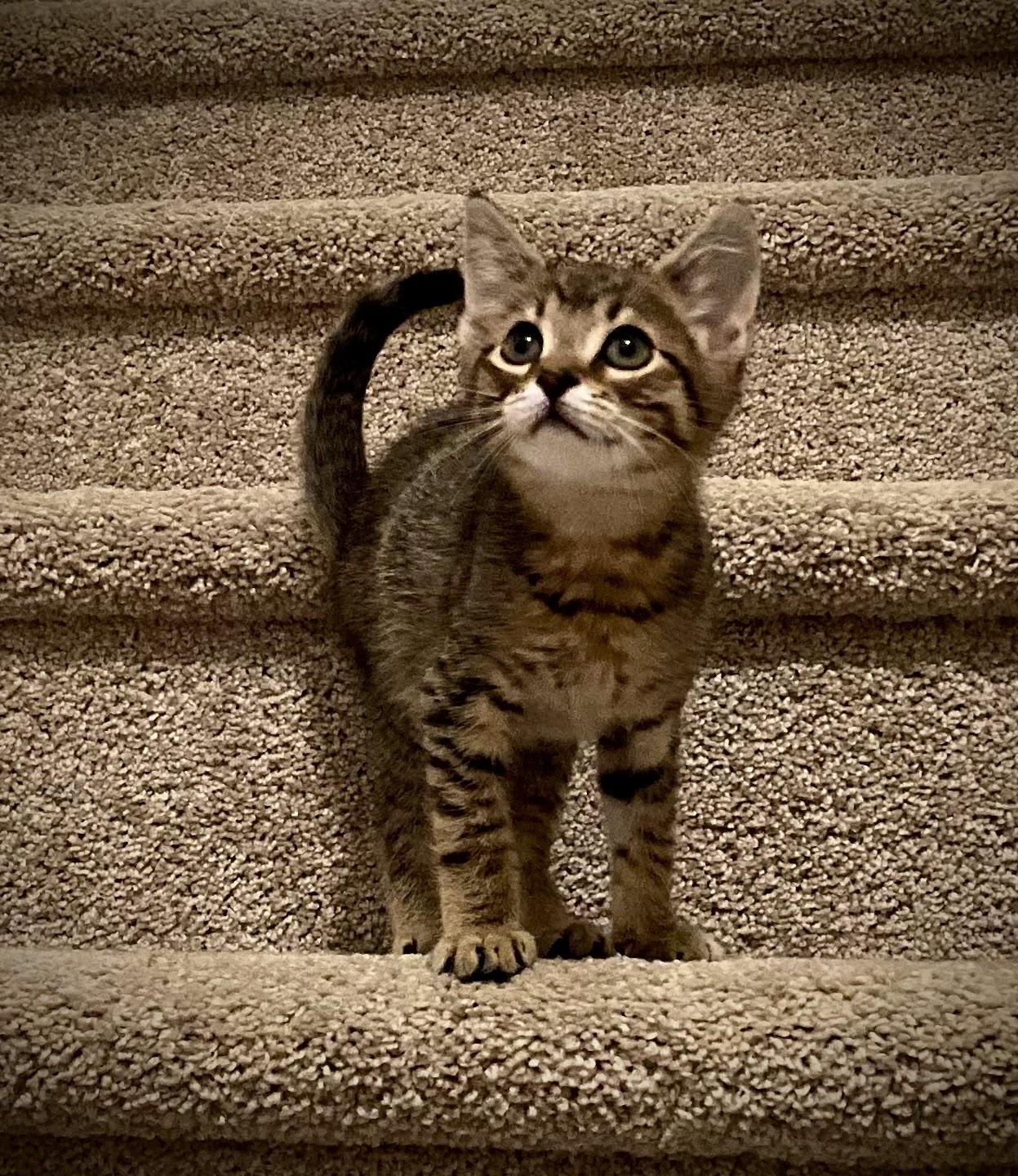 Caramellow thumbnail 2