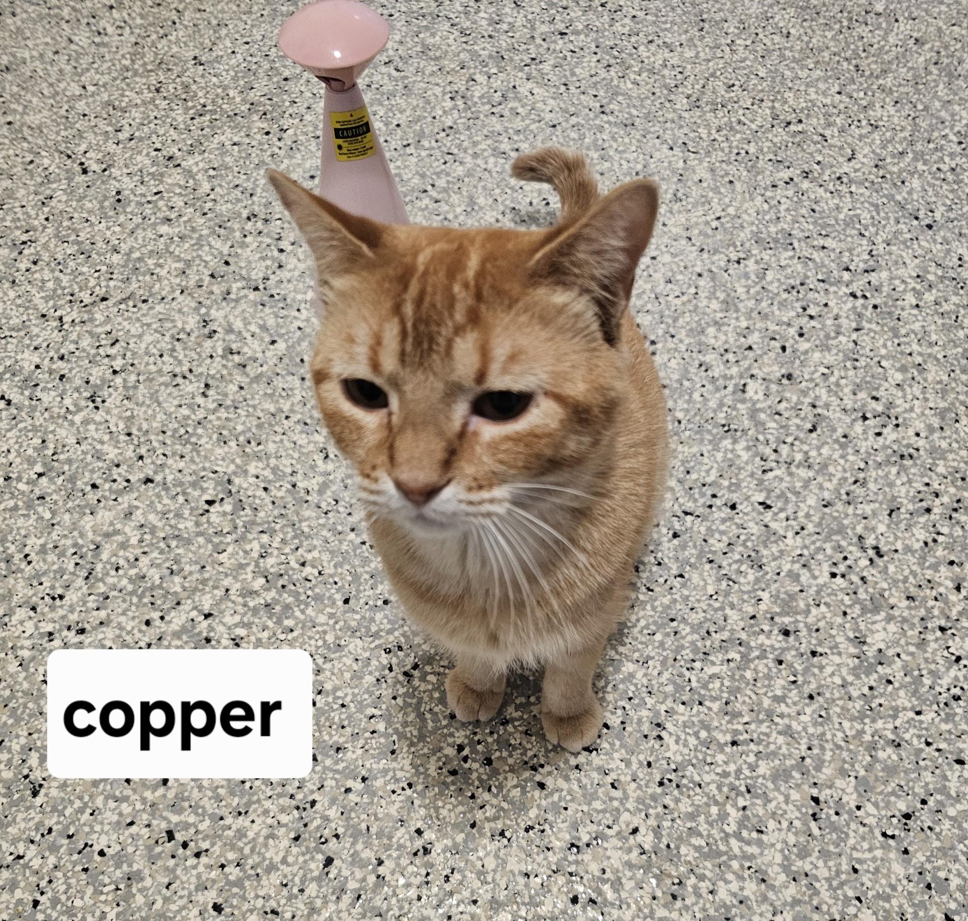 Copper, Adoptable, Adult Female Domestic Short Hair.