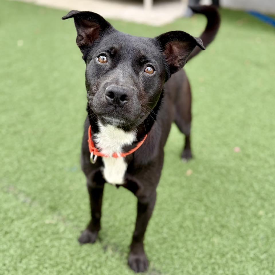 Tela, ADOPTABLE, Young Female Border Collie & Australian Kelpie.