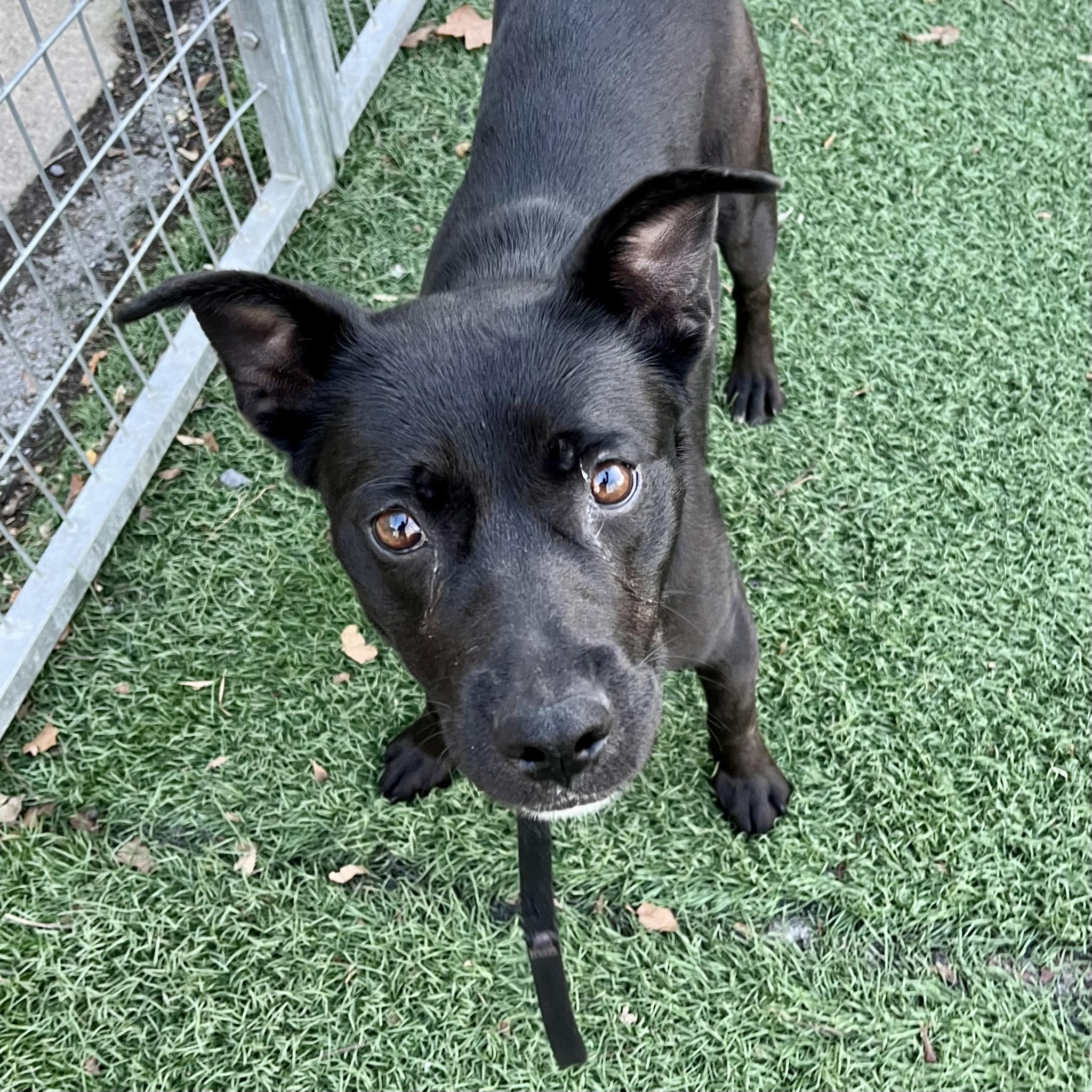 Enlarge Tela, a ADOPTABLE mixed breed in Whitehall, PA image 3/6