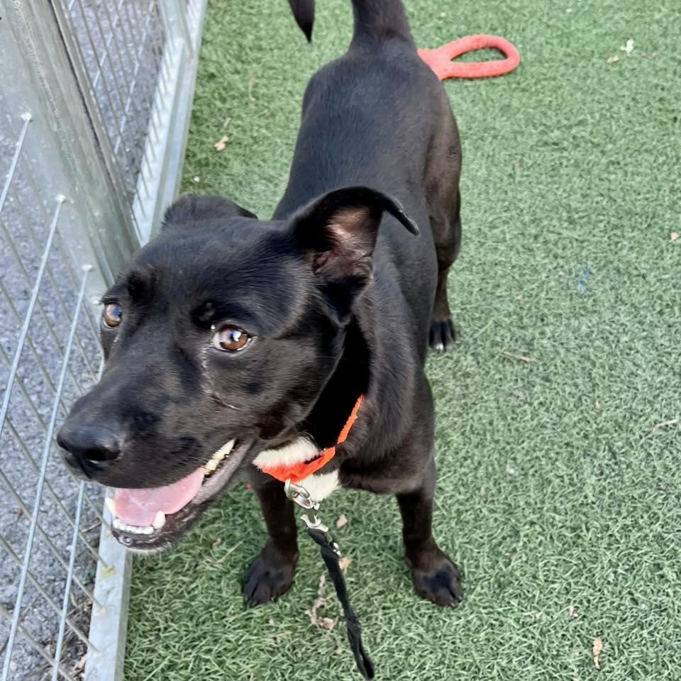 Enlarge Tela, a ADOPTABLE mixed breed in Whitehall, PA image 6/6