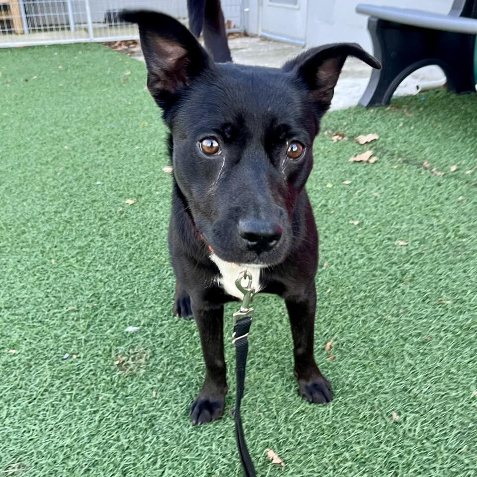 Enlarge Tela, a ADOPTABLE mixed breed in Whitehall, PA image 4/6