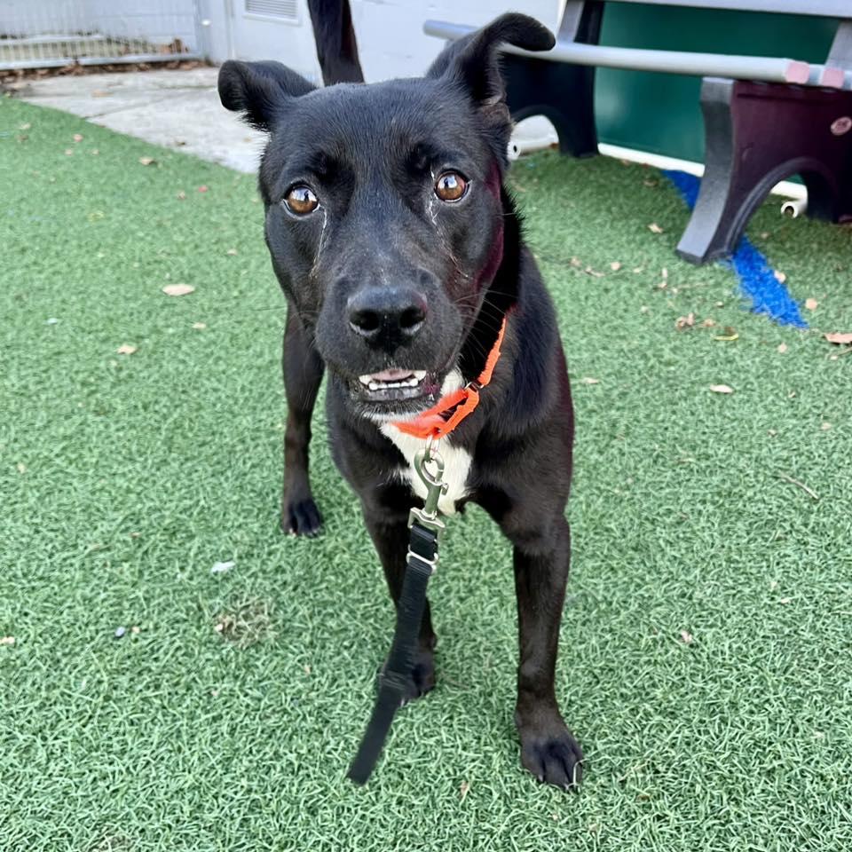 Enlarge Tela, a ADOPTABLE mixed breed in Whitehall, PA image 5/6