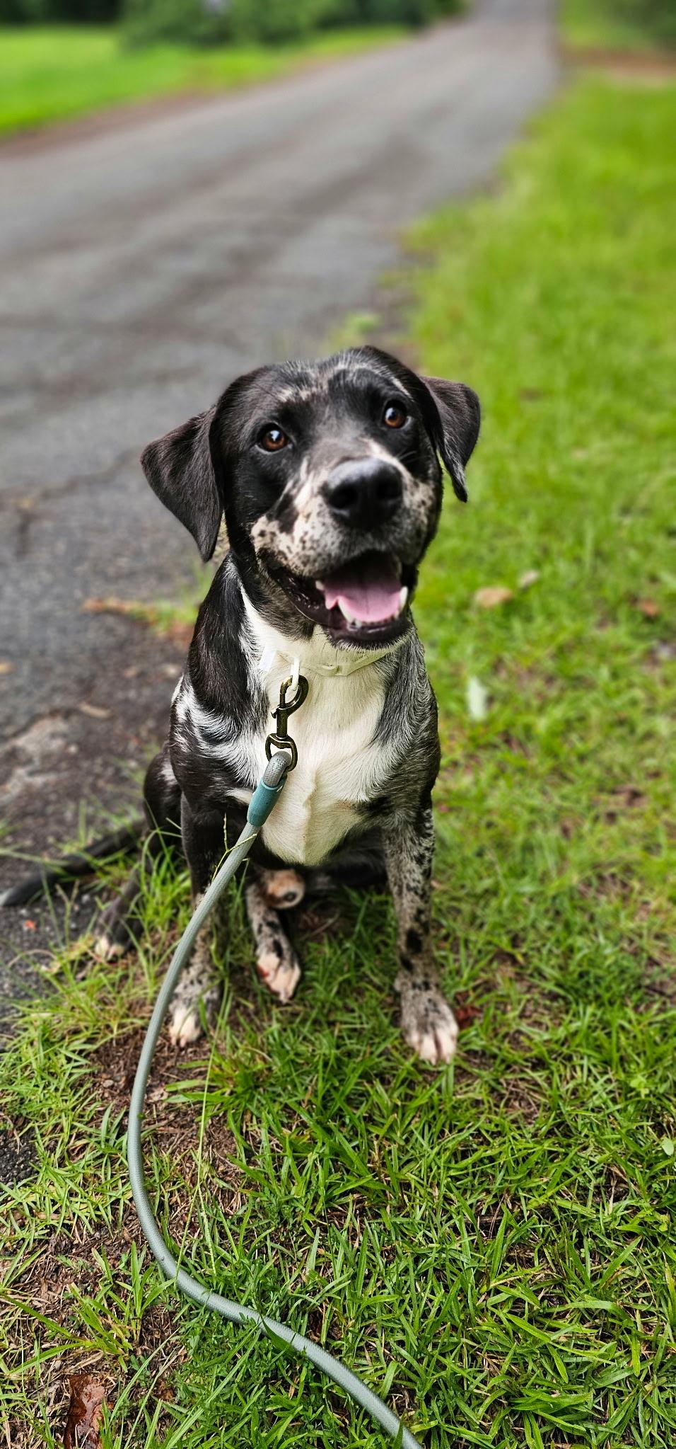 Enlarge Indigo and Ren - Bonded Pair 150, a ADOPTABLE mixed breed in Seneca, SC image 3/5