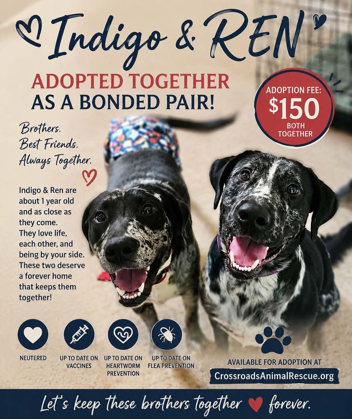 Enlarge Indigo and Ren - Bonded Pair 150, a ADOPTABLE mixed breed in Seneca, SC image 2/5