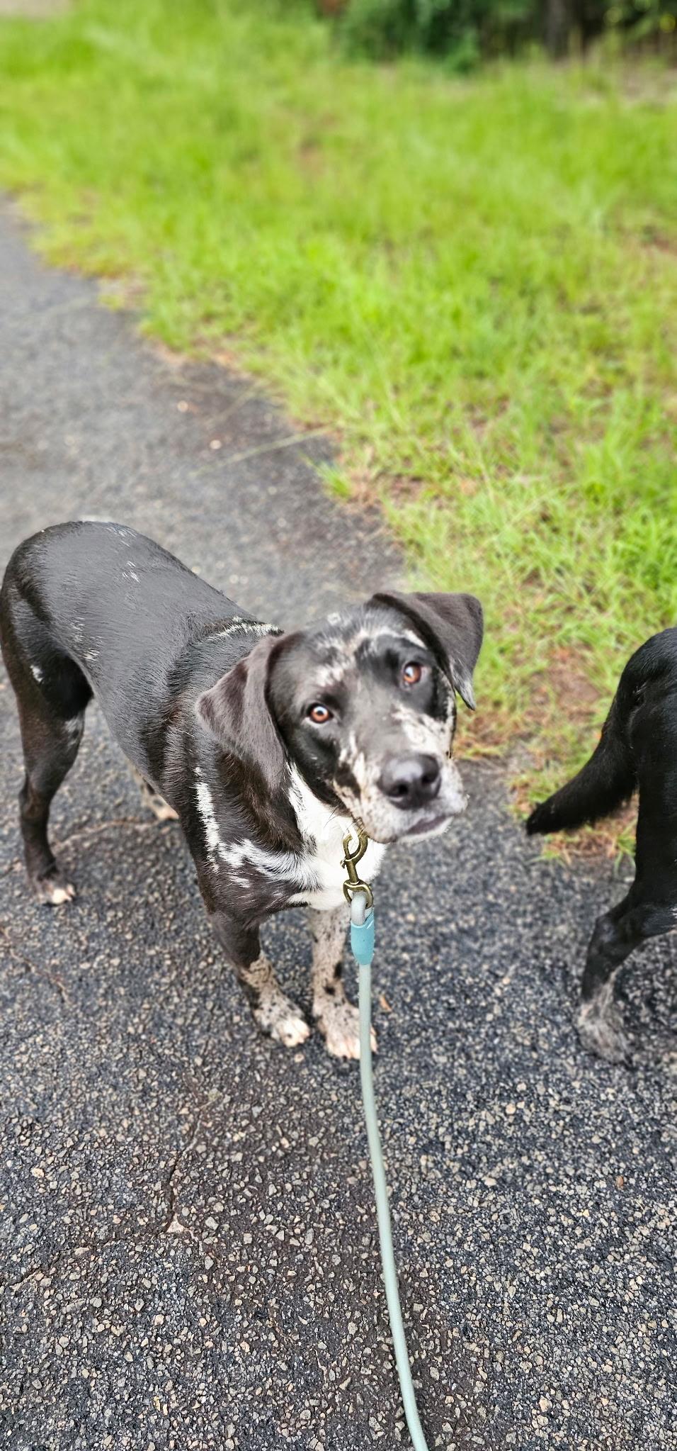 Enlarge Indigo and Ren - Bonded Pair 150, a ADOPTABLE mixed breed in Seneca, SC image 4/5