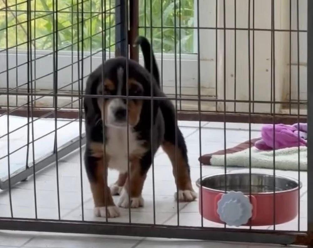 Murphy, Adoptable, Puppy Male Beagle.