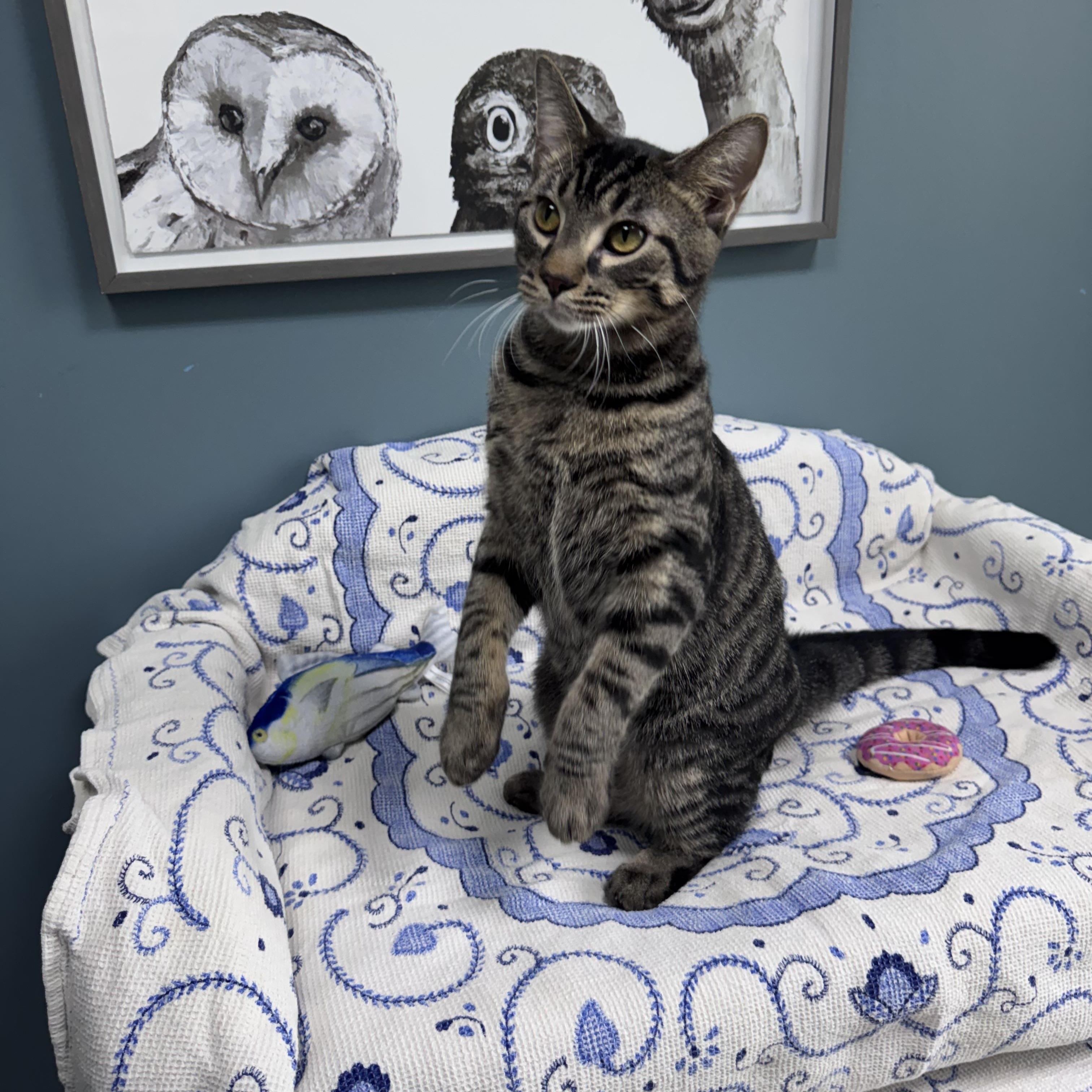 Enlarge 707 - Bernard, a Adoptable Domestic Short Hair in Sunset Hills, MO image 4/6