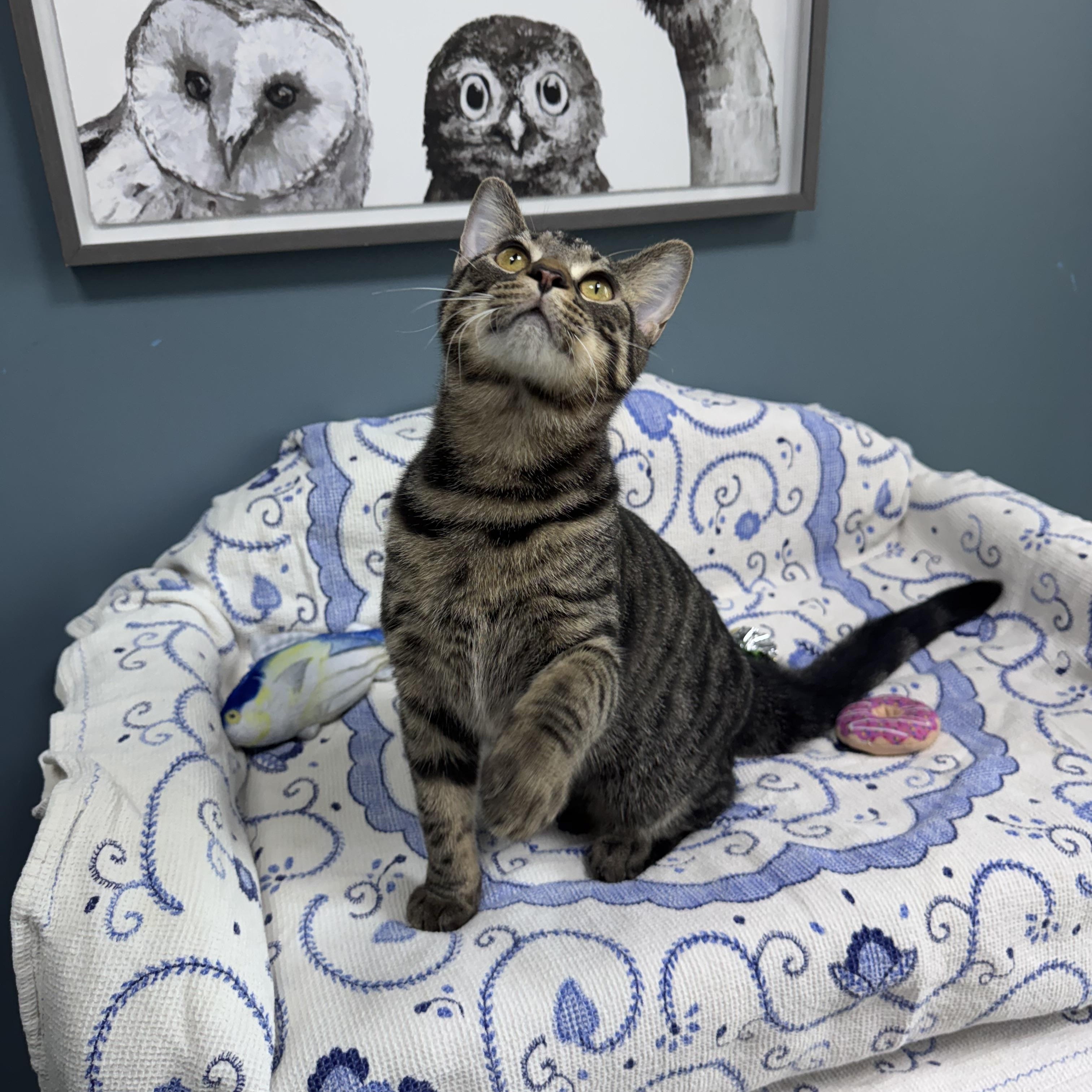 Enlarge 707 - Bernard, a Adoptable Domestic Short Hair in Sunset Hills, MO image 2/6