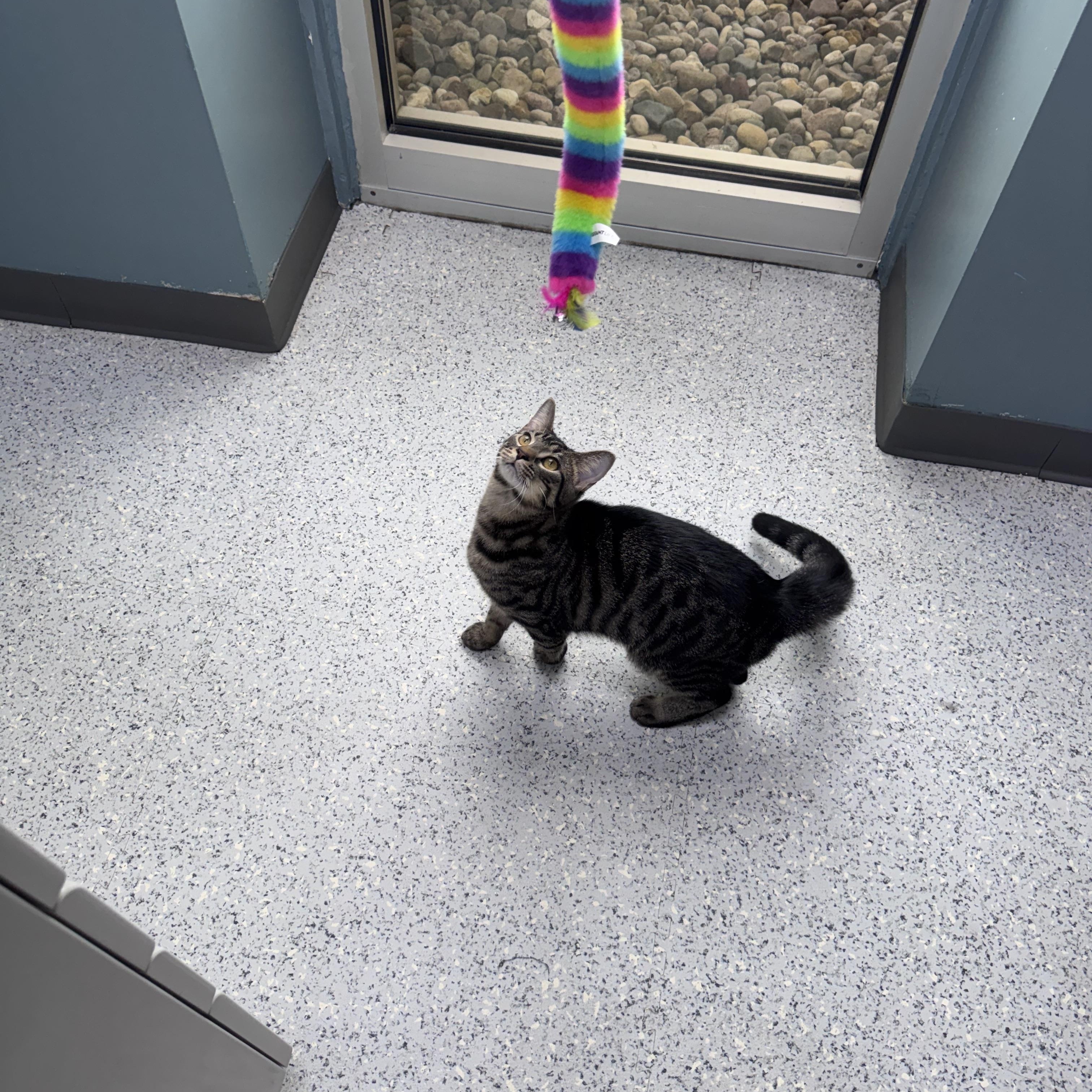 Enlarge 707 - Bernard, a Adoptable Domestic Short Hair in Sunset Hills, MO image 3/6