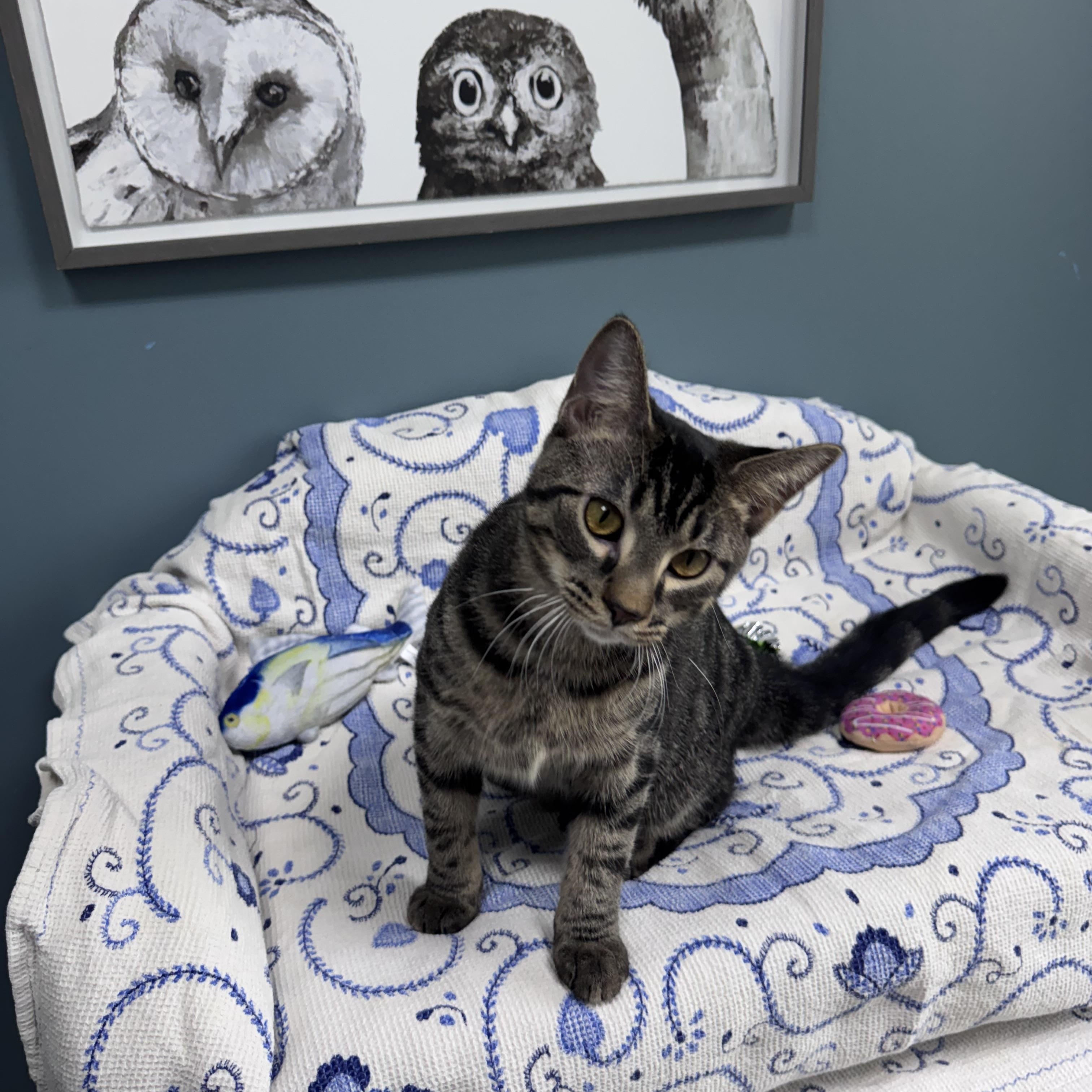 Enlarge 707 - Bernard, a Adoptable Domestic Short Hair in Sunset Hills, MO image 5/6