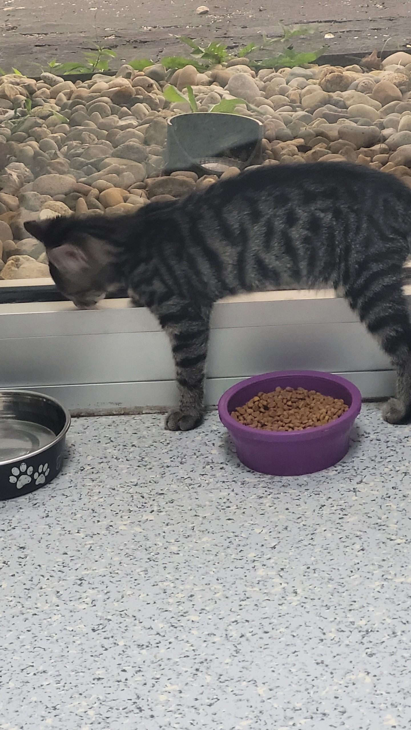 Enlarge 707 - Bernard, a ADOPTABLE Domestic Short Hair in Sunset Hills, MO image 3/3