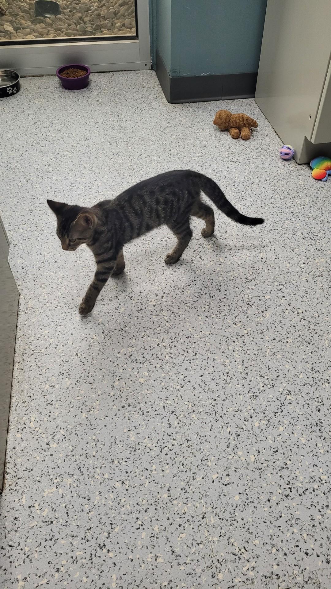 707 - Bernard, ADOPTABLE, Young Male Domestic Short Hair.