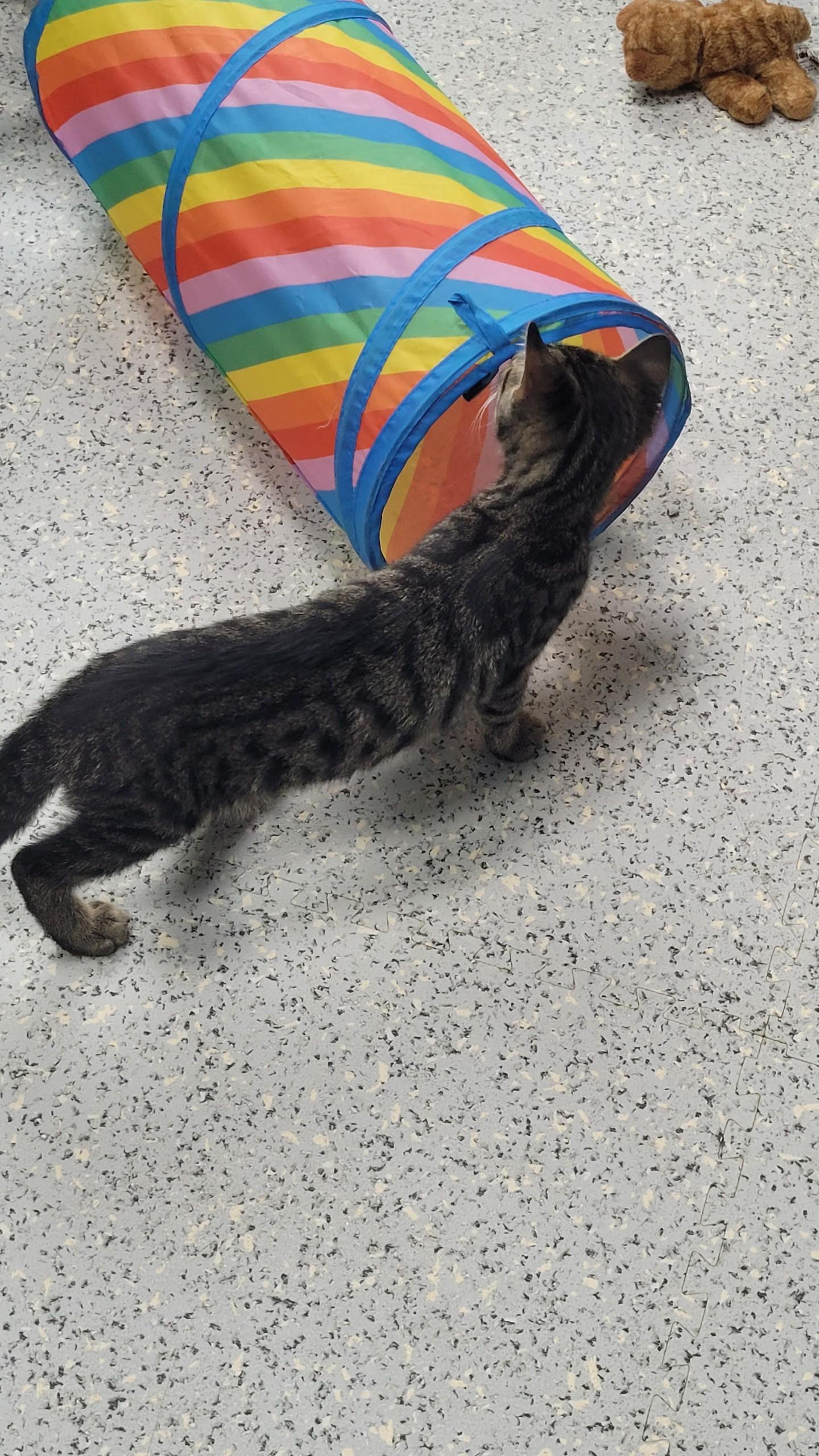 Enlarge 707 - Bernard, a ADOPTABLE Domestic Short Hair in Sunset Hills, MO image 2/3